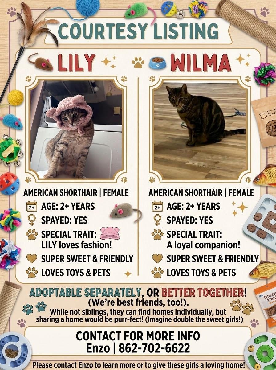 Enlarge lily & Wilma, a Adoptable American Shorthair in Bartonsville, PA image 1/1