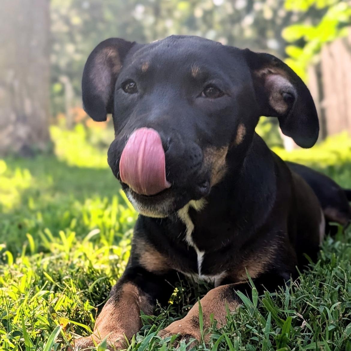 Pixy, Baby Female Shepherd