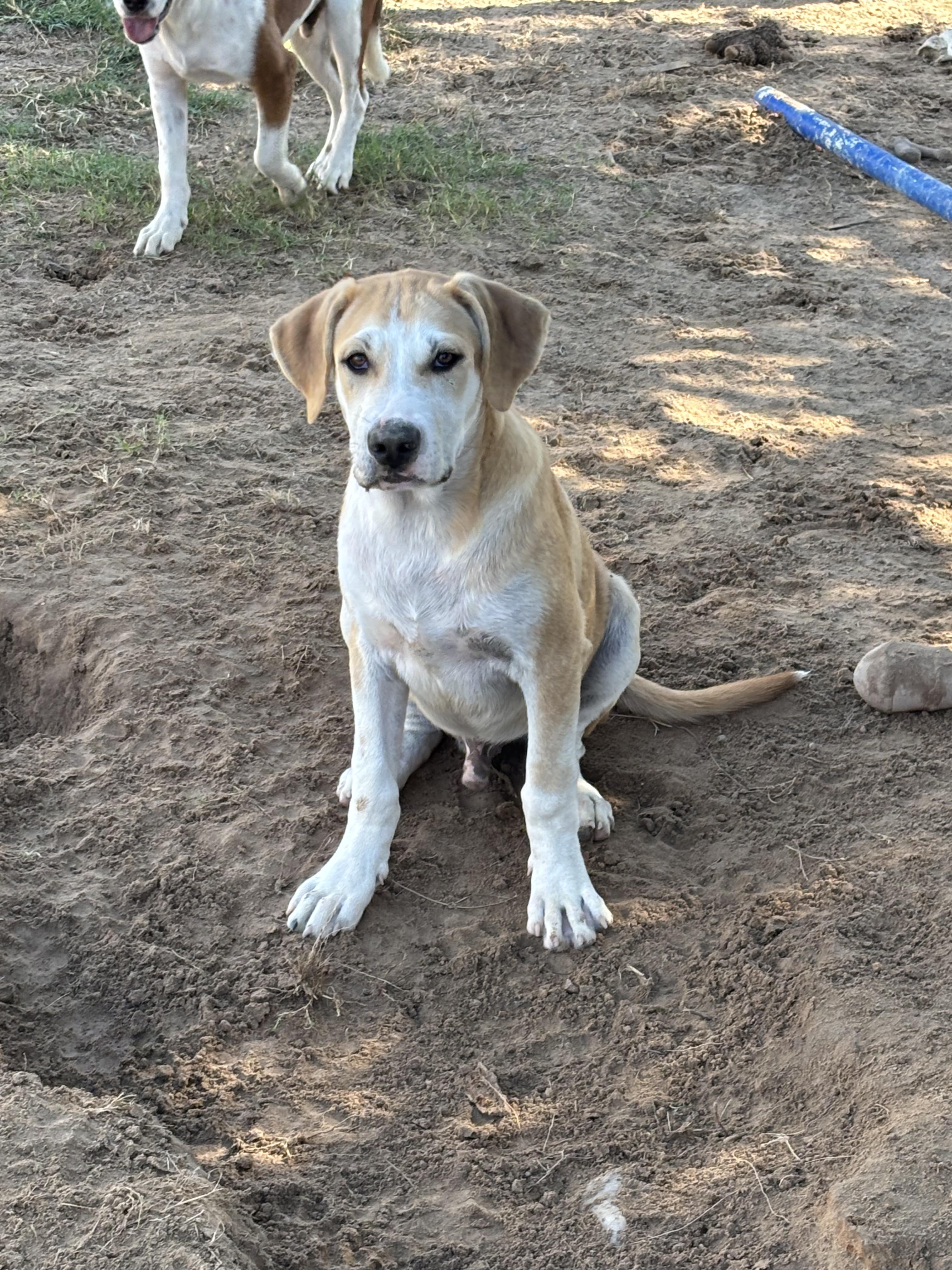 Bozeman, an adoptable Great Pyrenees, Akbash in Mexia, TX, 76667 | Photo Image 2