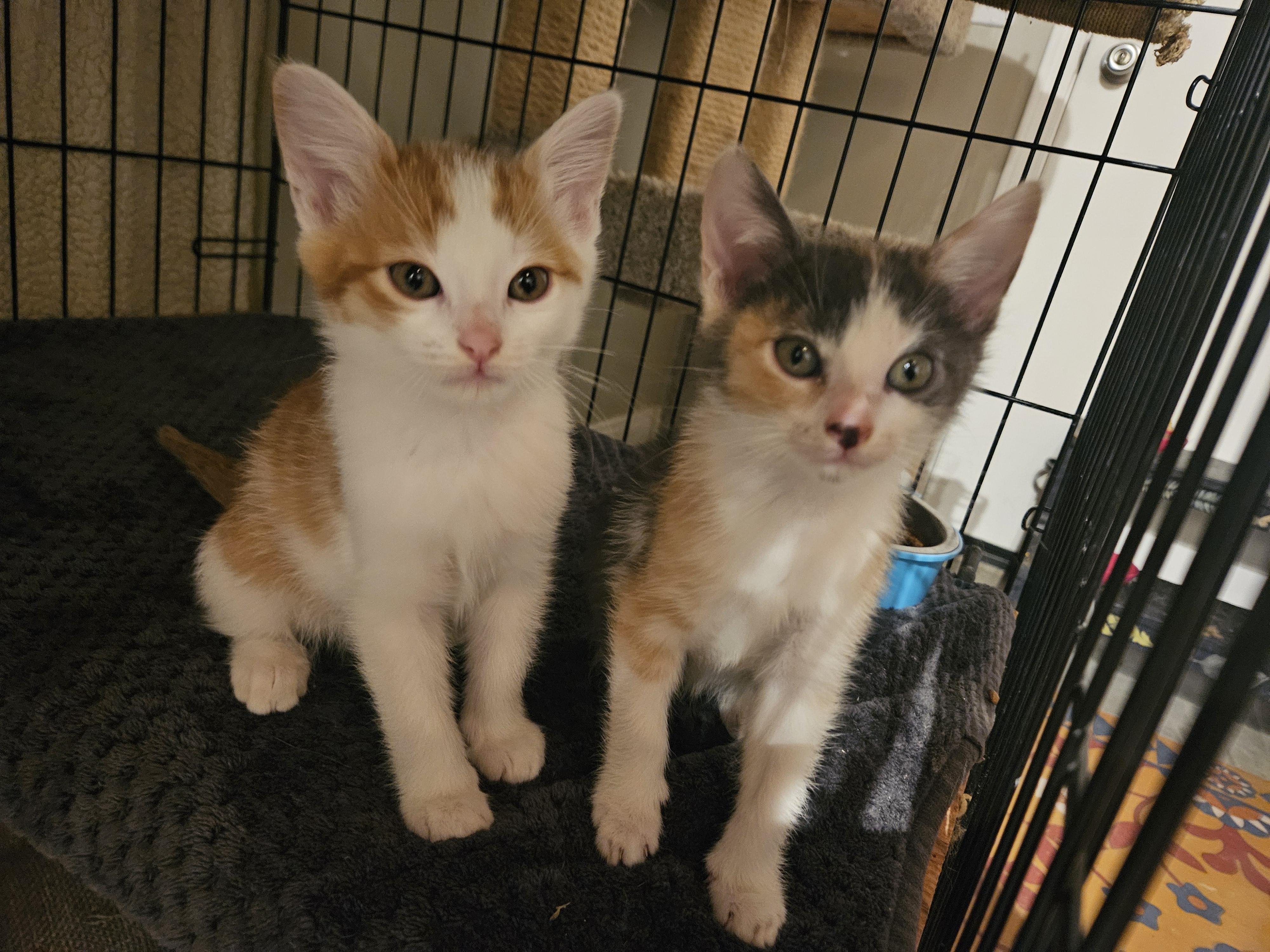 Enlarge Mia, a Adopted mixed breed in Pasadena, CA image 3/6