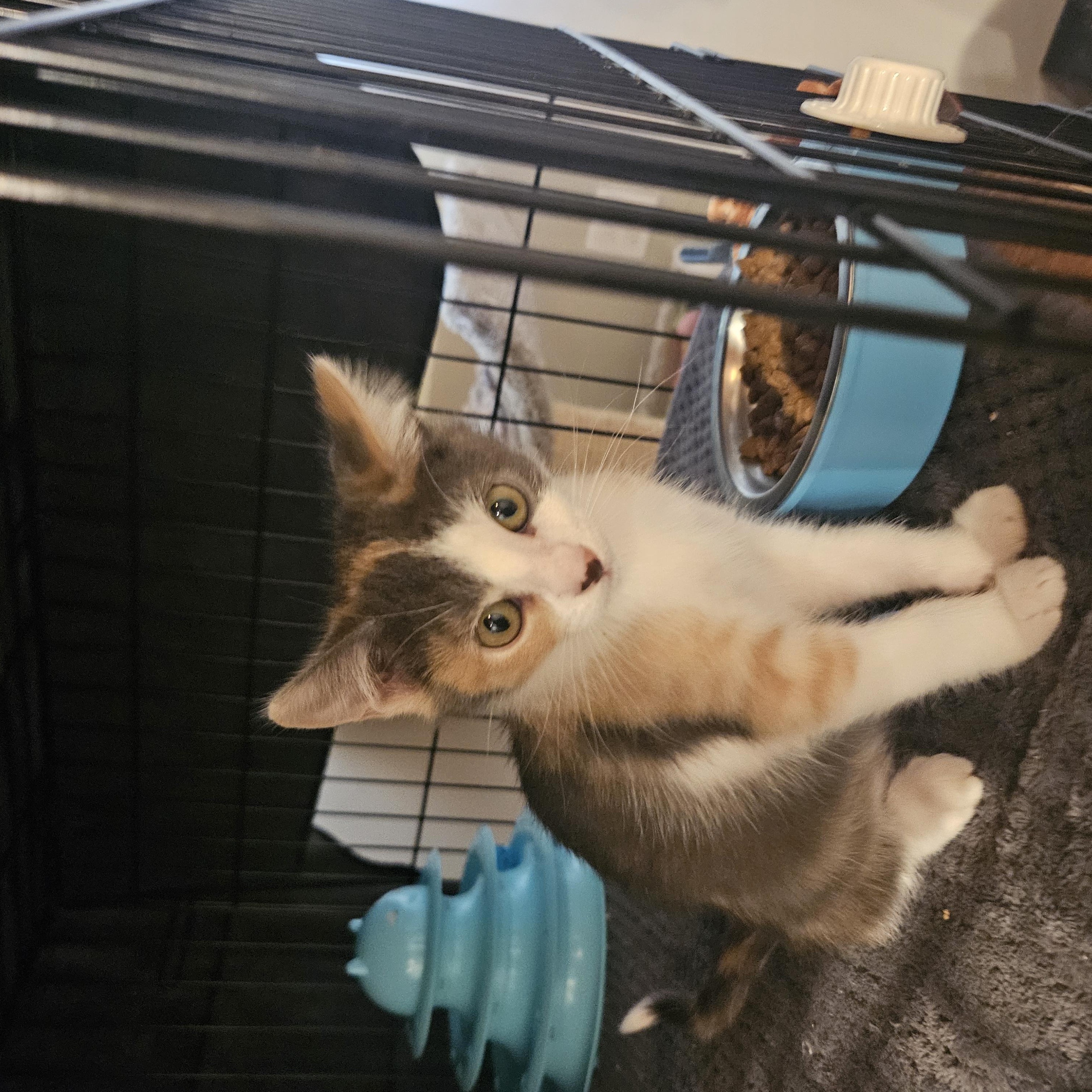 Enlarge Mia, a Adopted mixed breed in Pasadena, CA image 4/6