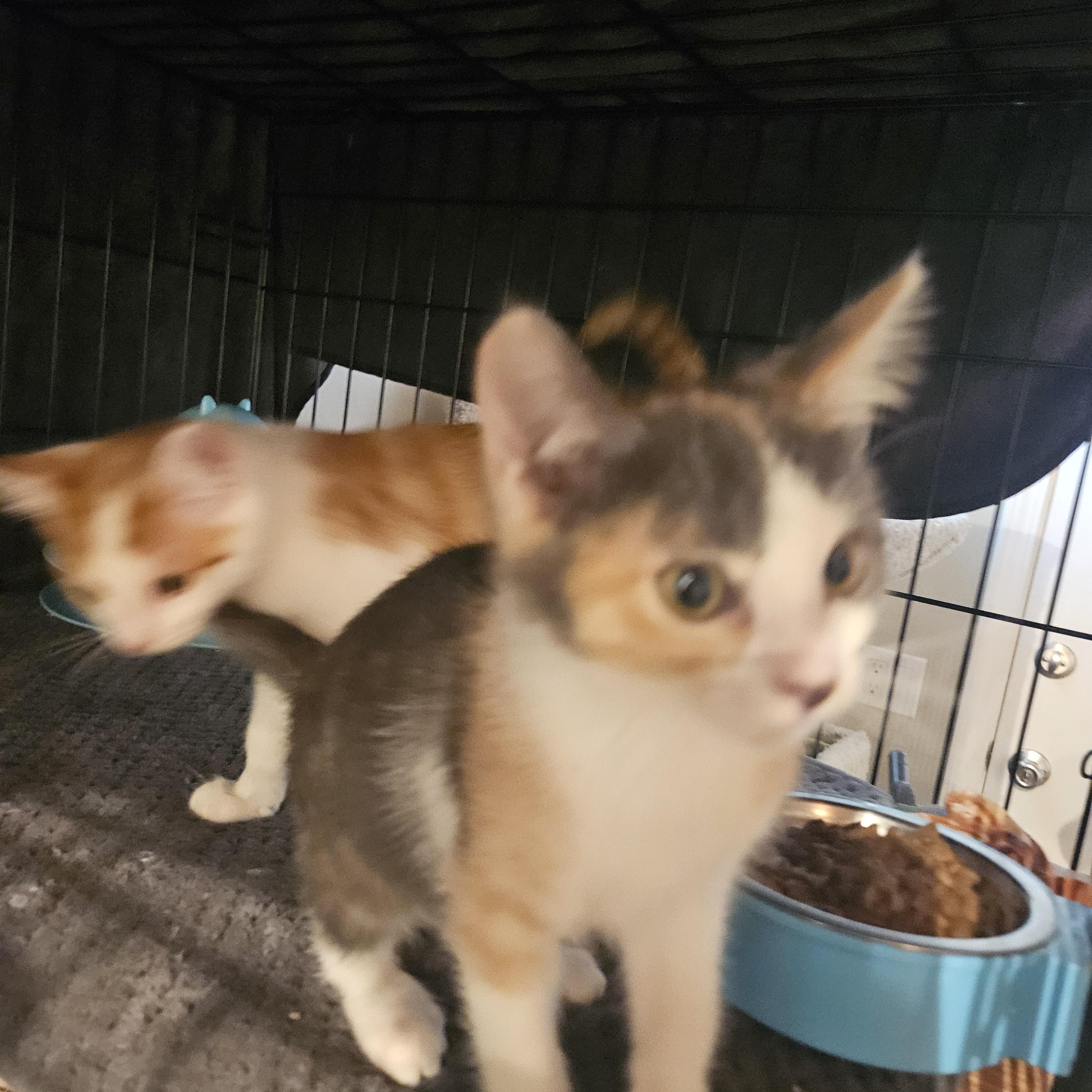 Enlarge Mia, a Adopted mixed breed in Pasadena, CA image 5/6