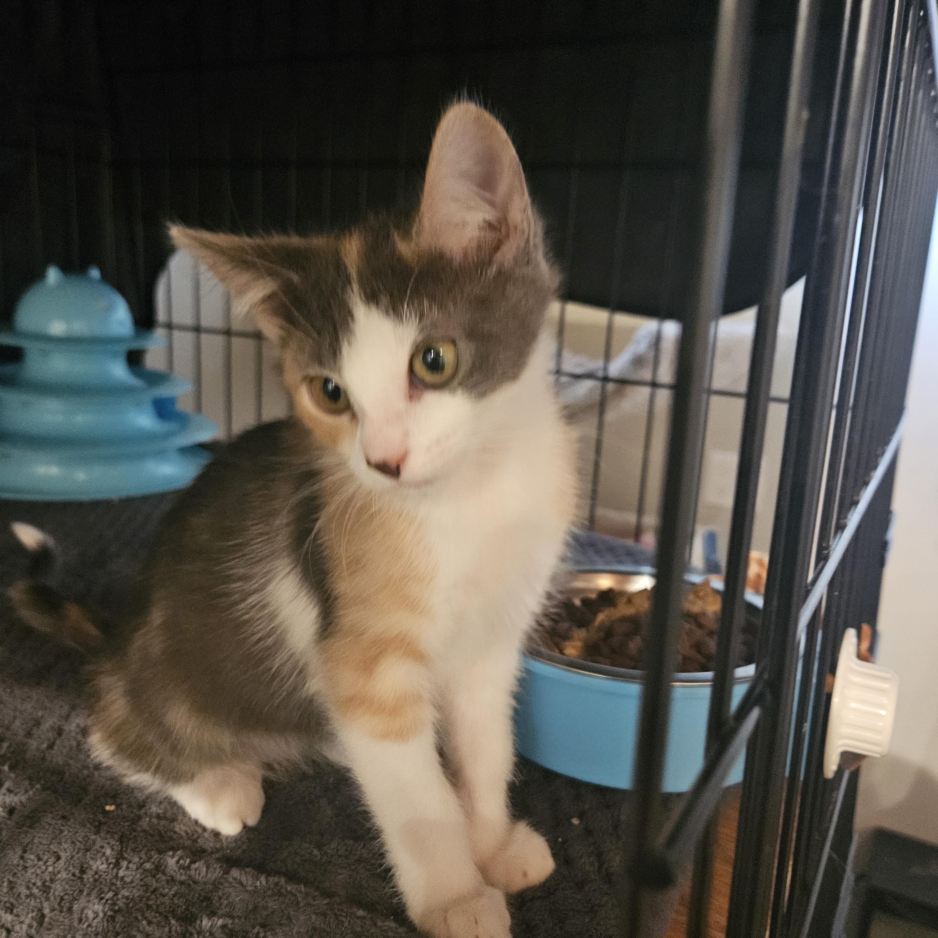 Mia, Adopted, Kitten Female Domestic Short Hair & Calico.