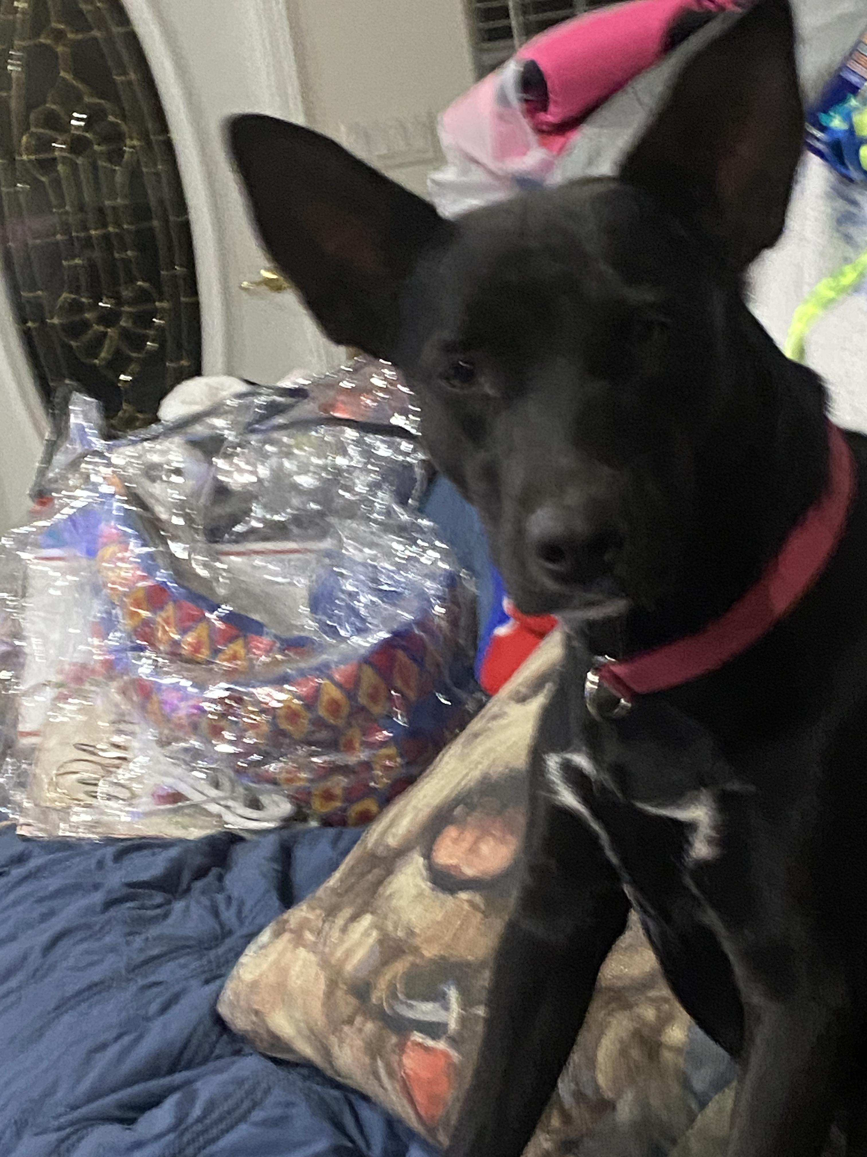 Dina, Adoptable, Adult Female Dutch Shepherd & Black Labrador Retriever.