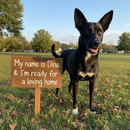 Dina, Adoptable, Young Female Dutch Shepherd & Australian Cattle Dog / Blue Heeler.