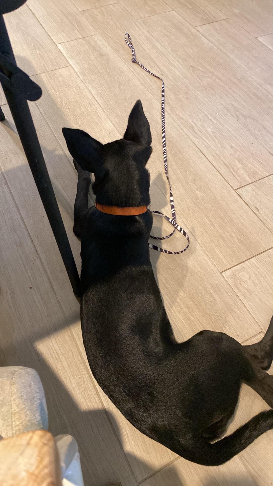 Enlarge Dina, a Adoptable mixed breed in Palatka, FL image 2/4