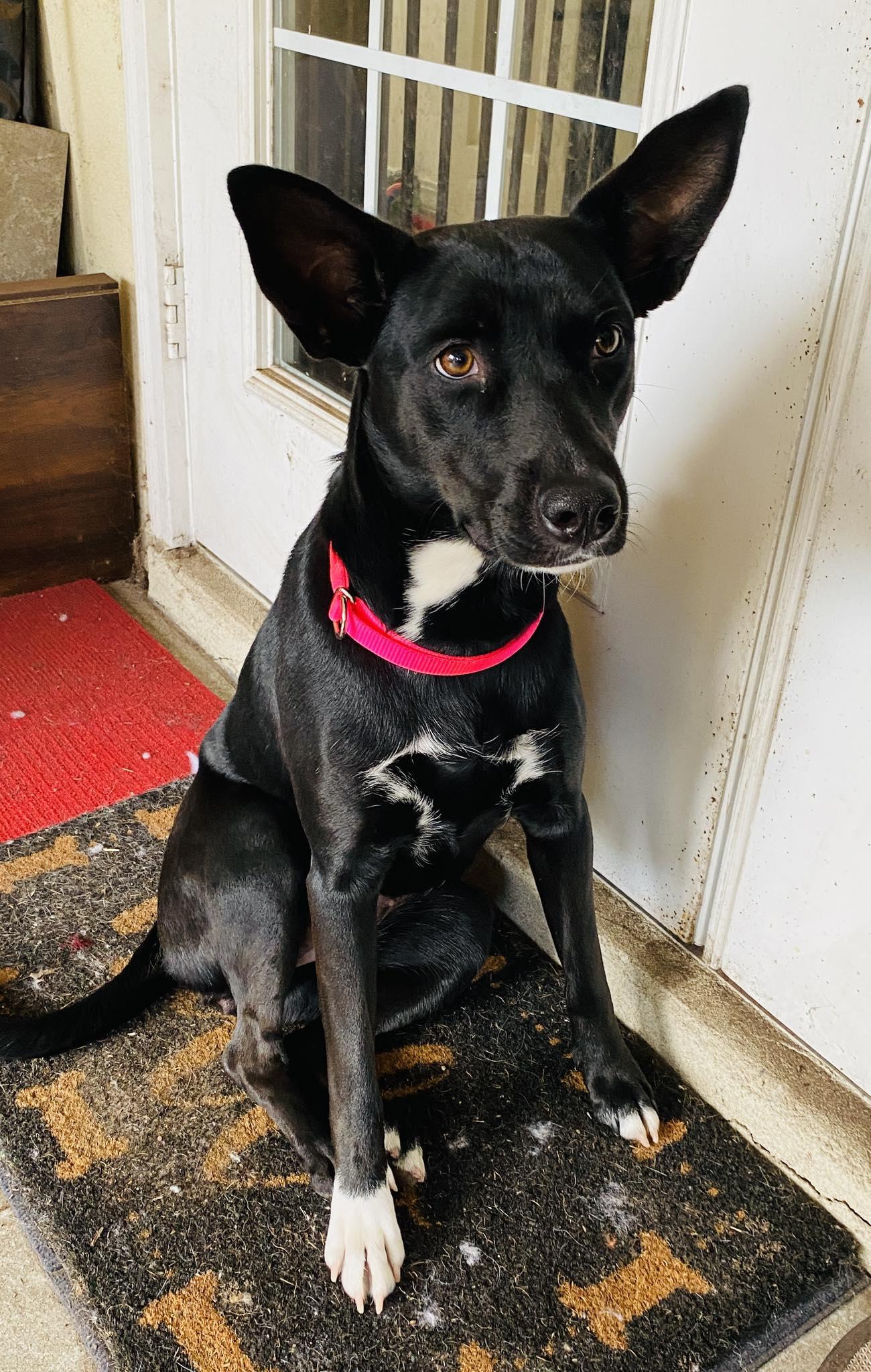 Enlarge Dina, a Adoptable mixed breed in Palatka, FL image 1/4