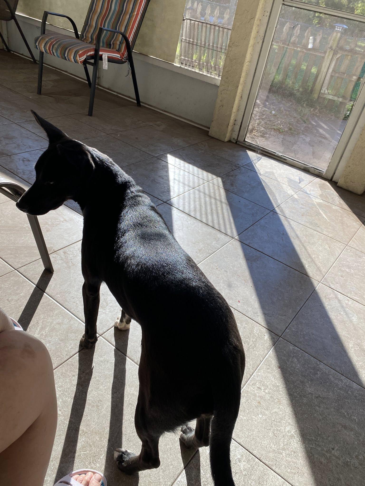 Enlarge Dina, a Adoptable mixed breed in Palatka, FL image 3/4