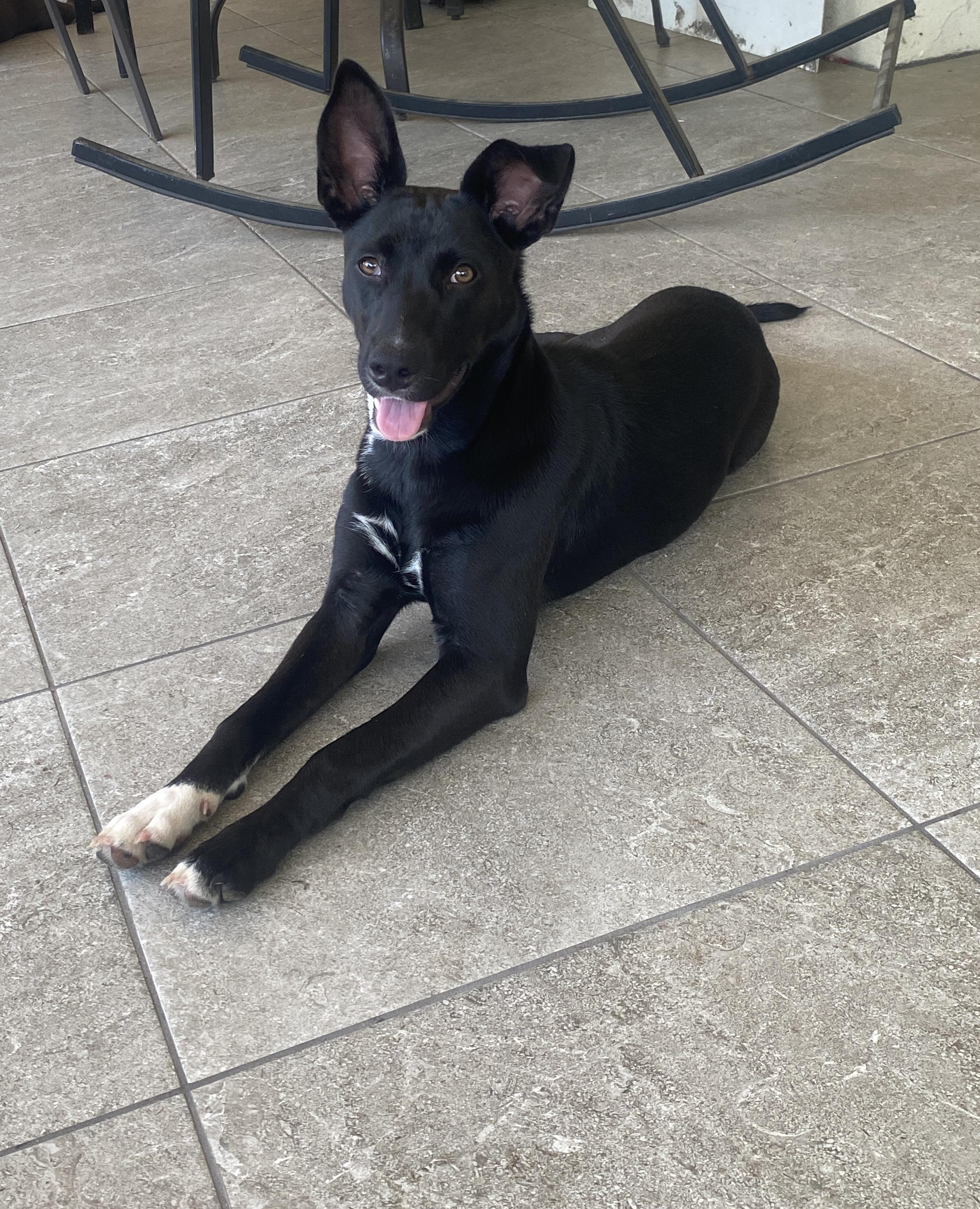 Dina, a Adoptable mixed breed in Palatka, FL image 2/4