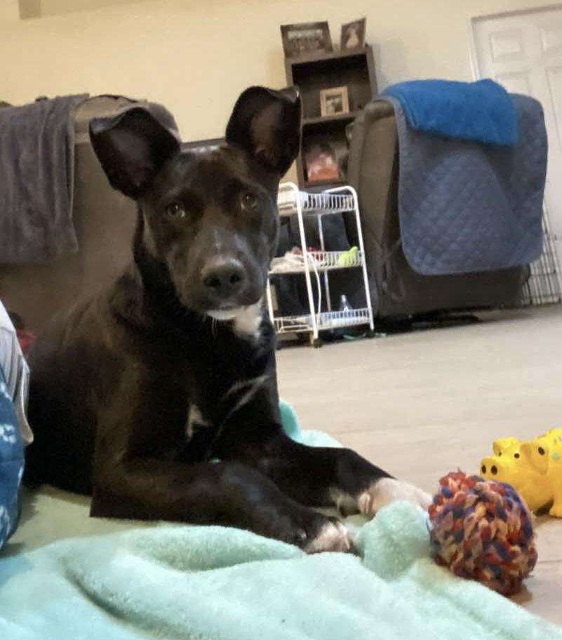 Dina, a Adoptable mixed breed in Palatka, FL image 1/4