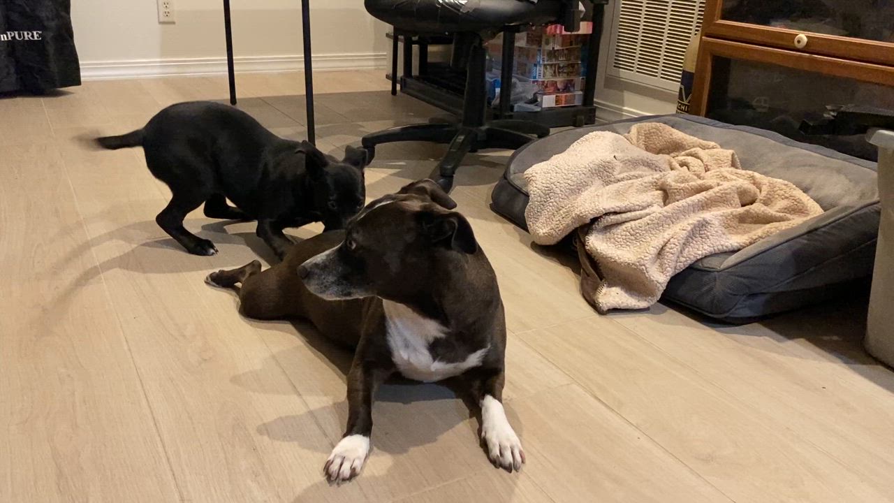 Enlarge Dina, a Adoptable mixed breed in Palatka, FL video 4/4