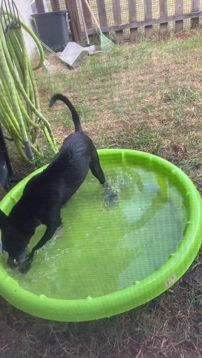 Enlarge Dina, a Adoptable mixed breed in Palatka, FL video 3/4