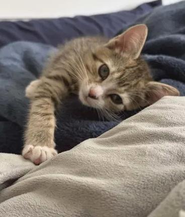 Fiona, an adoptable Domestic Short Hair in Greenville, NC image 3/3