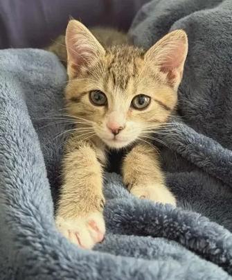 Fiona, adoptable, Kitten Female Domestic Short Hair.