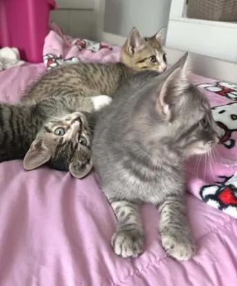 Fiona, an adoptable Domestic Short Hair in Greenville, NC image 2/3