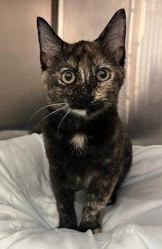 Jewel - PSP, Adopted, Young Female Domestic Short Hair.