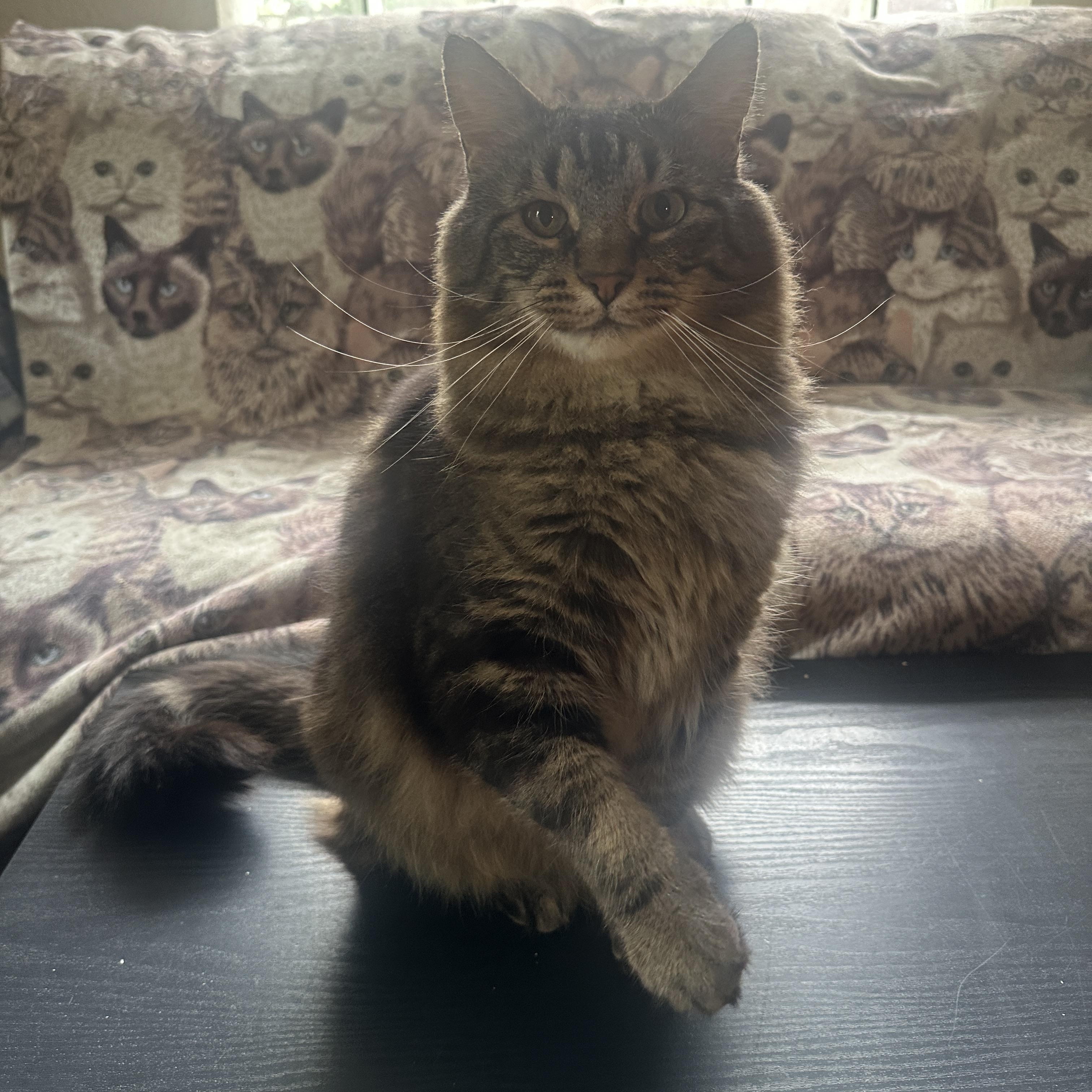 Bret (Black Tabby) and Lee (Brown Tabby)- Shy Duo of Love in Foster, a Adoptable Domestic Medium Hair in Anchorage, AK image 6/6