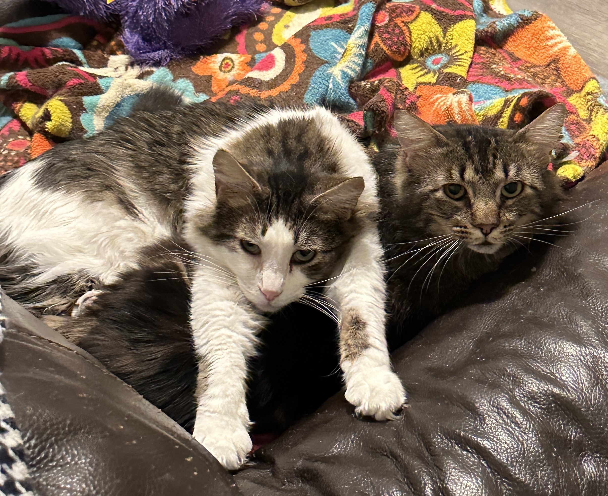 Bret (Black Tabby) and Lee (Brown Tabby)- Shy Duo of Love in Foster, a Adoptable Domestic Medium Hair in Anchorage, AK image 4/6