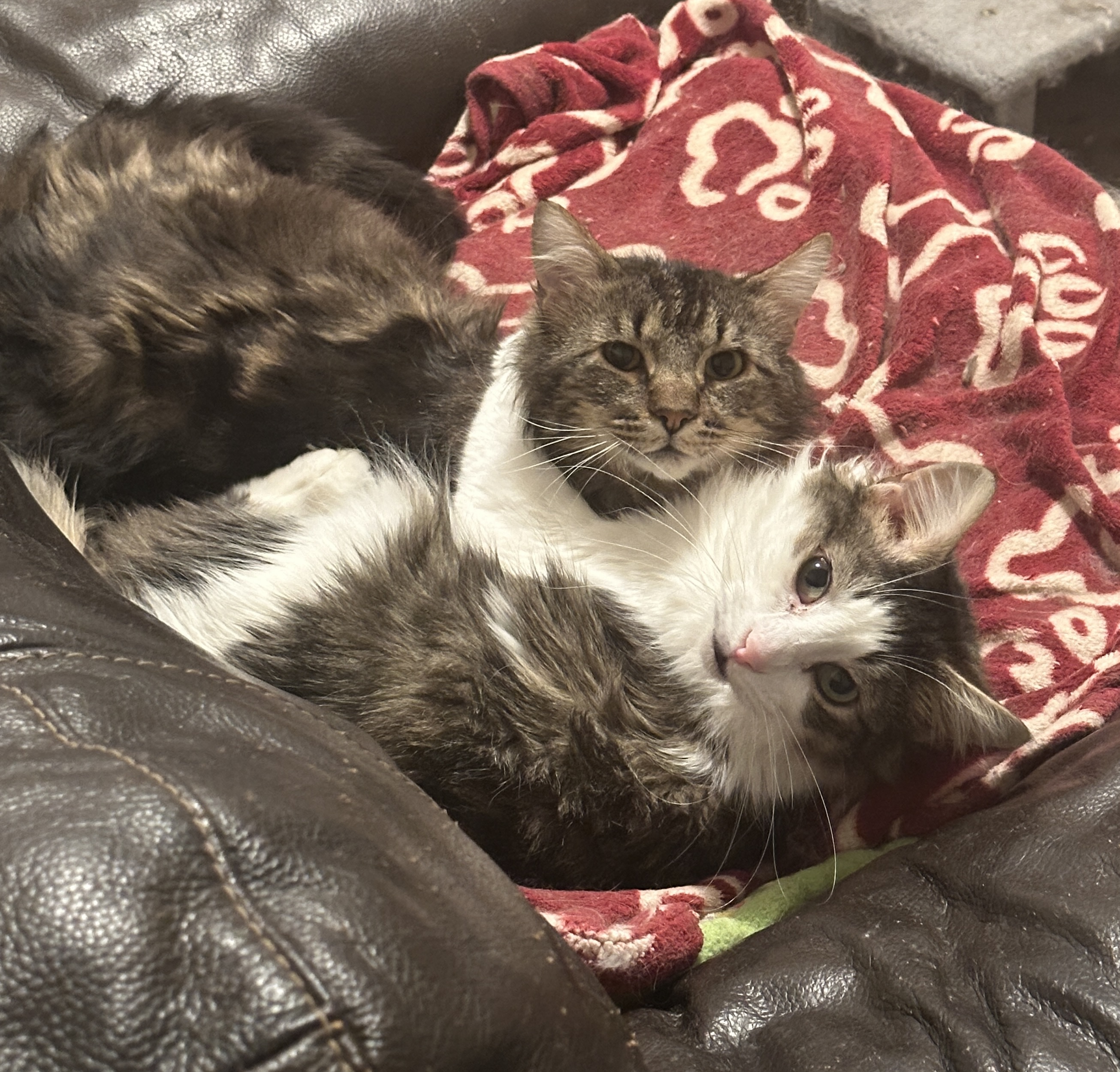 Bret (Black Tabby) and Lee (Brown Tabby)- Shy Duo of Love in Foster, a Adoptable Domestic Medium Hair in Anchorage, AK image 3/6