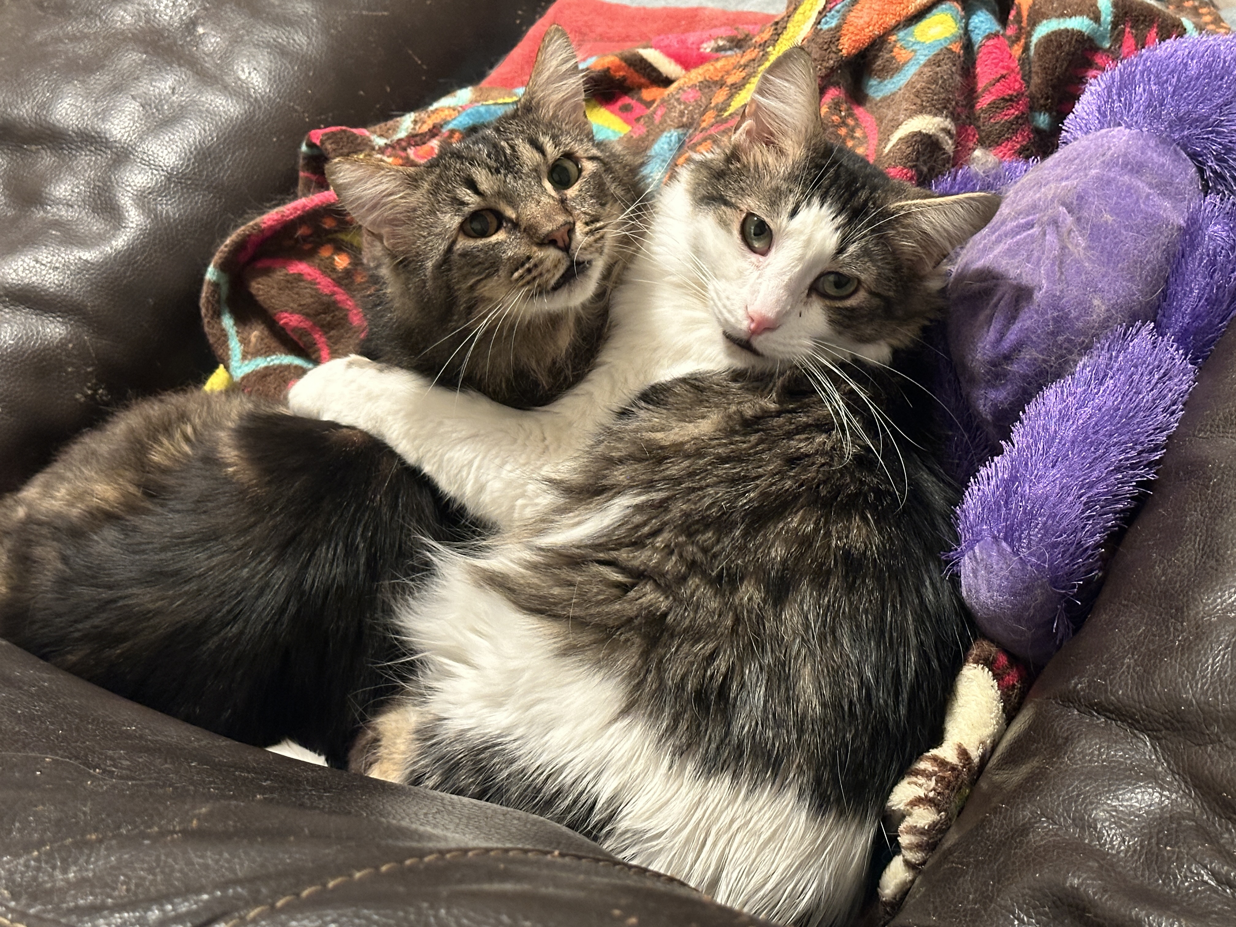Bret (Black Tabby) and Lee (Brown Tabby)- Shy Duo of Love in Foster, a Adoptable Domestic Medium Hair in Anchorage, AK image 2/6
