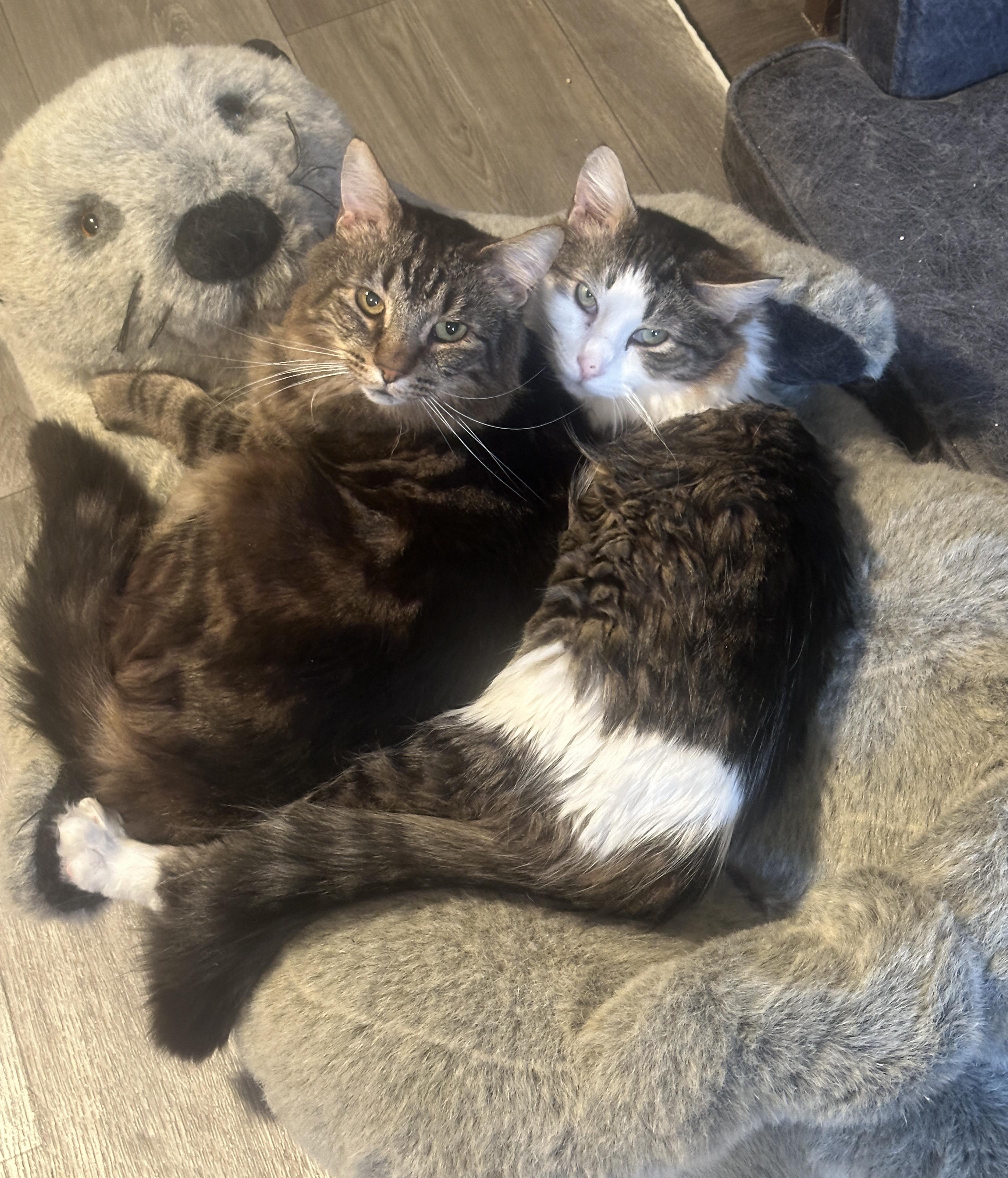 Bret (Black Tabby) and Lee (Brown Tabby)- Shy Duo of Love in Foster, a Adoptable Domestic Medium Hair in Anchorage, AK image 1/6