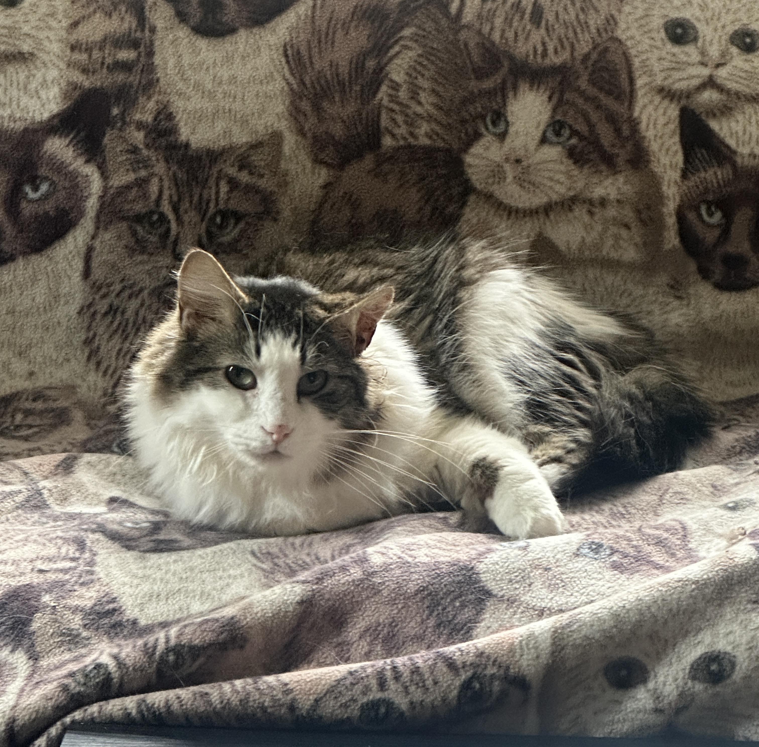 Bret (Black Tabby) and Lee (Brown Tabby)- Shy Duo of Love in Foster, a Adoptable Domestic Medium Hair in Anchorage, AK image 5/6