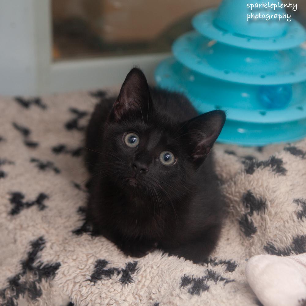 Frida, adoptable, Kitten Female Domestic Short Hair.