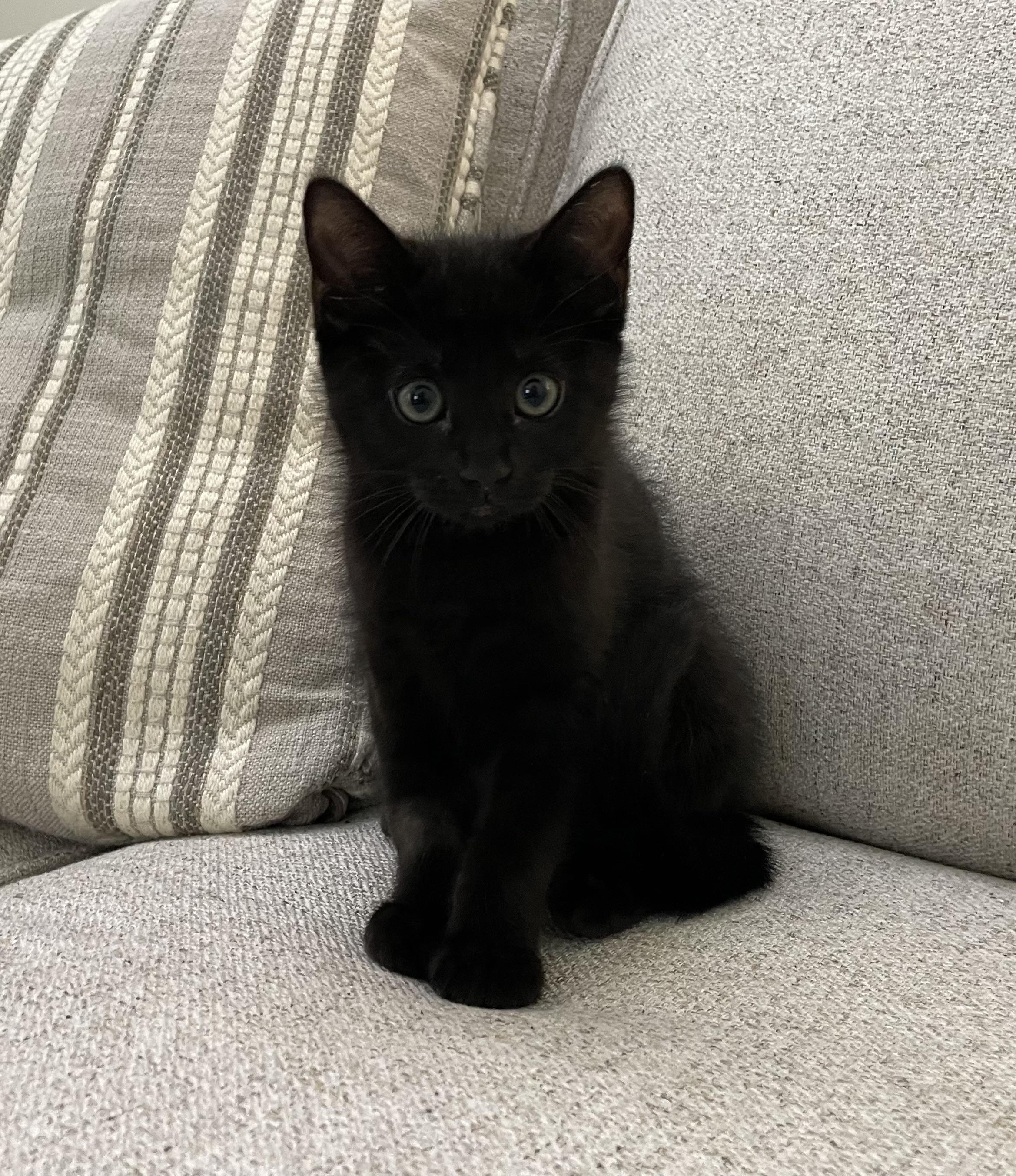 Frida, an adoptable Domestic Short Hair in Ridgefield, CT image 2/3