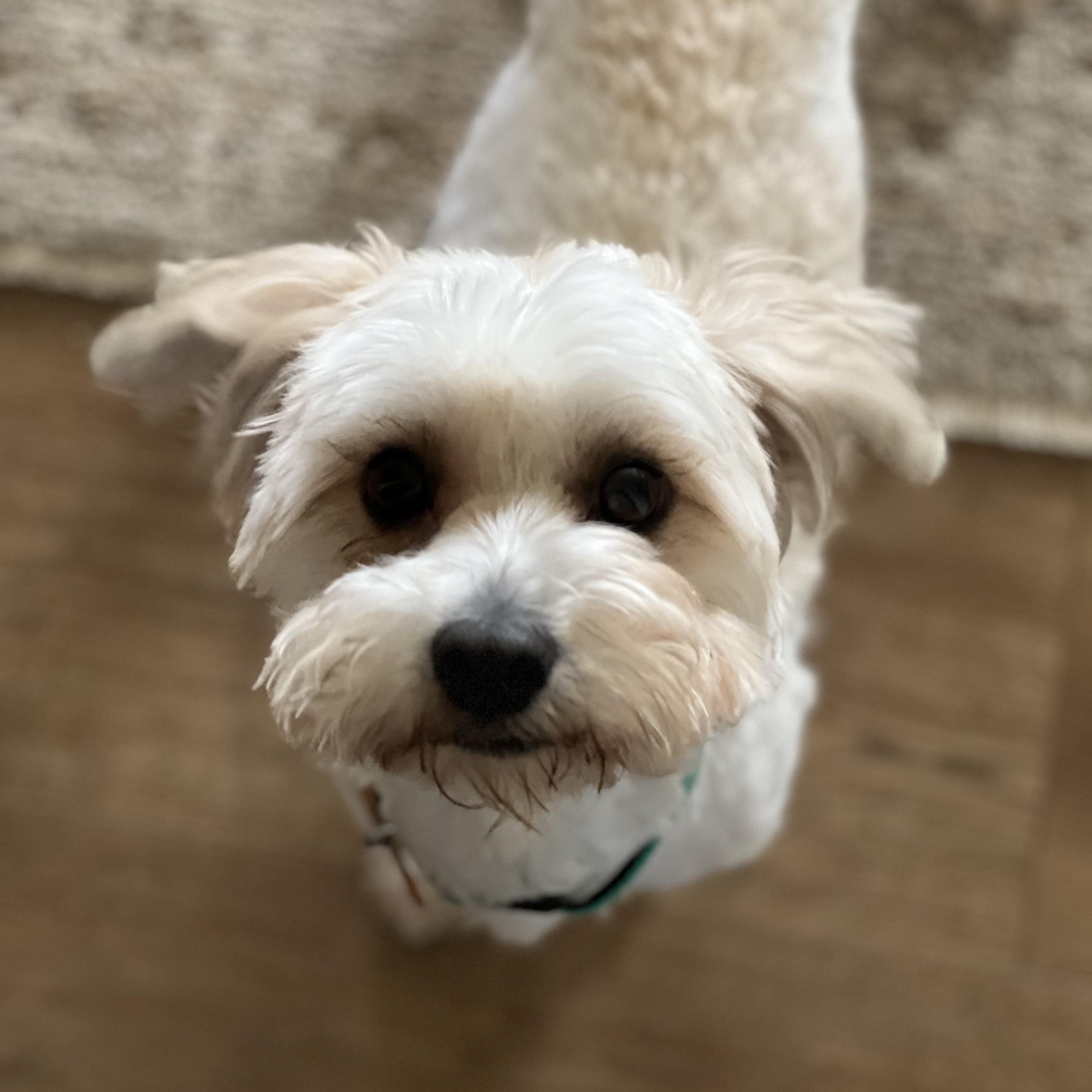 Enlarge Vecna, an adoptable mixed breed in Normal, IL image 5/6