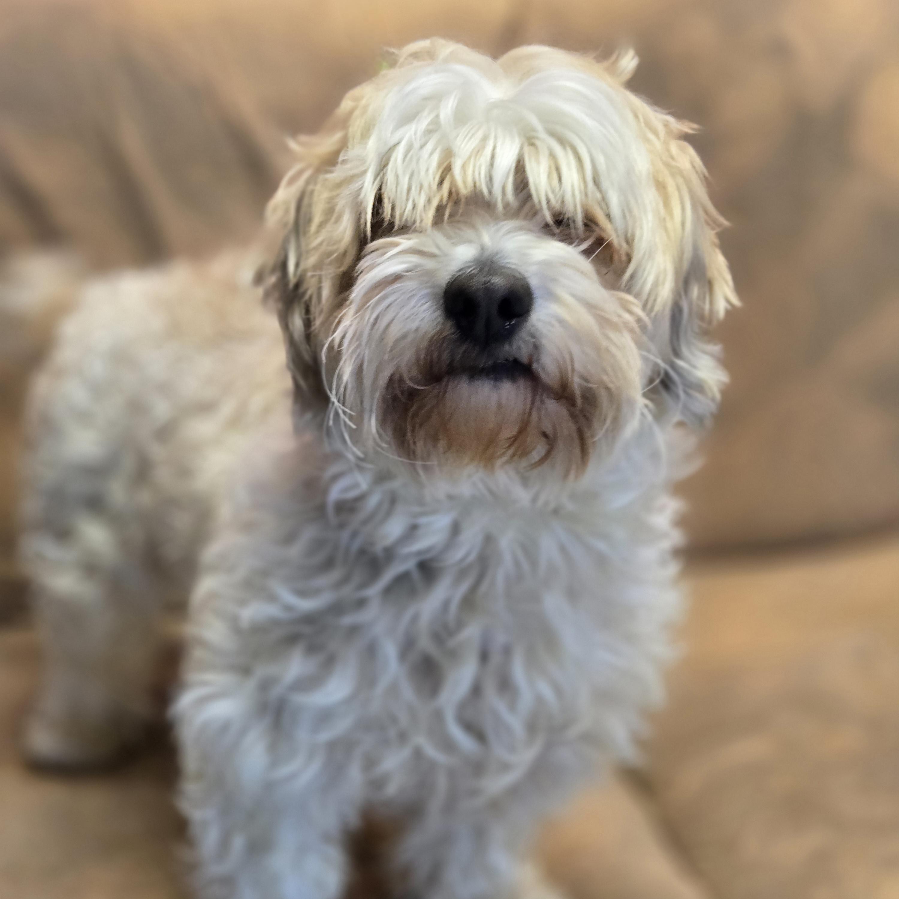 Enlarge Vecna, an adoptable mixed breed in Normal, IL image 6/6