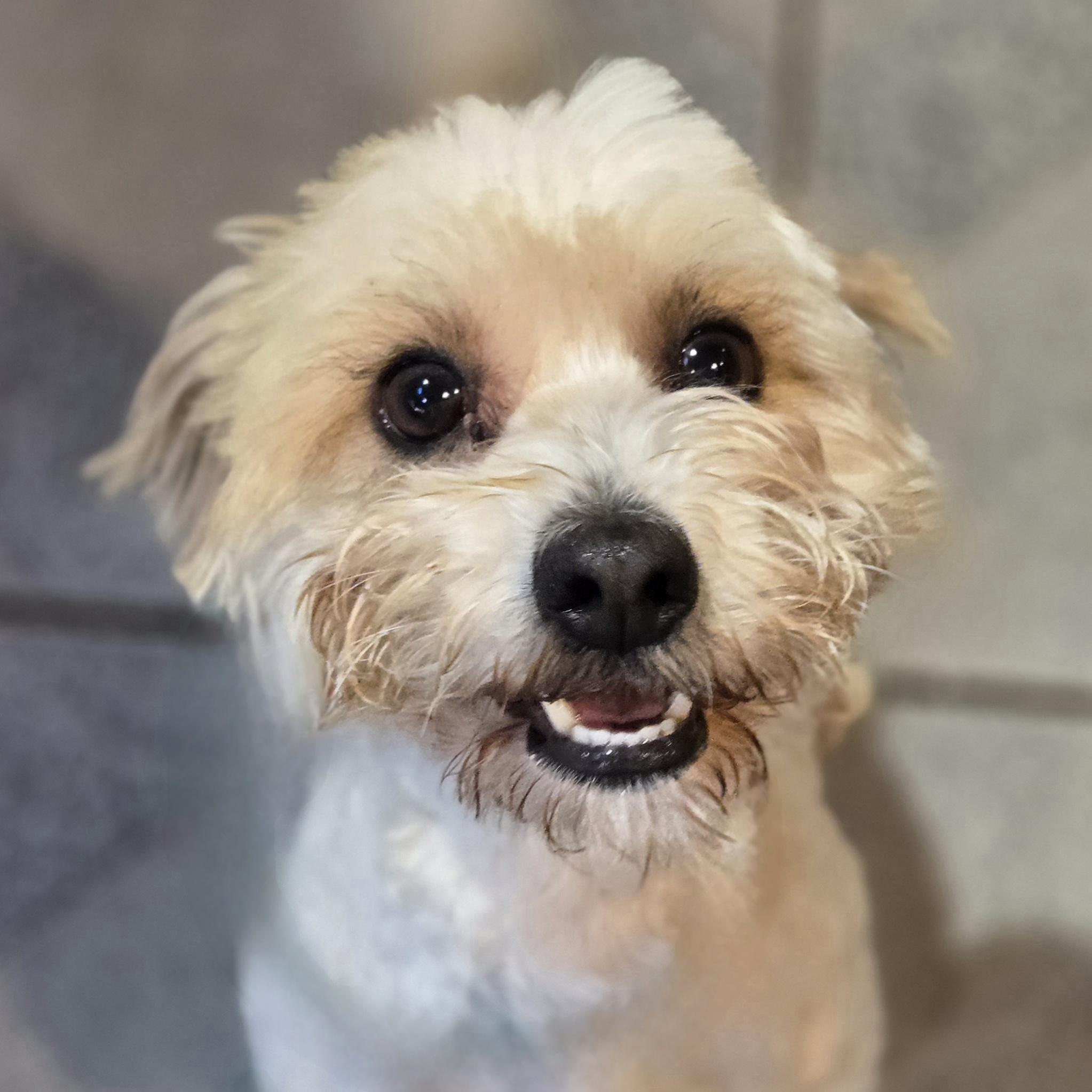 Vecna, adoptable, Adult Male Maltese & Mixed Breed.