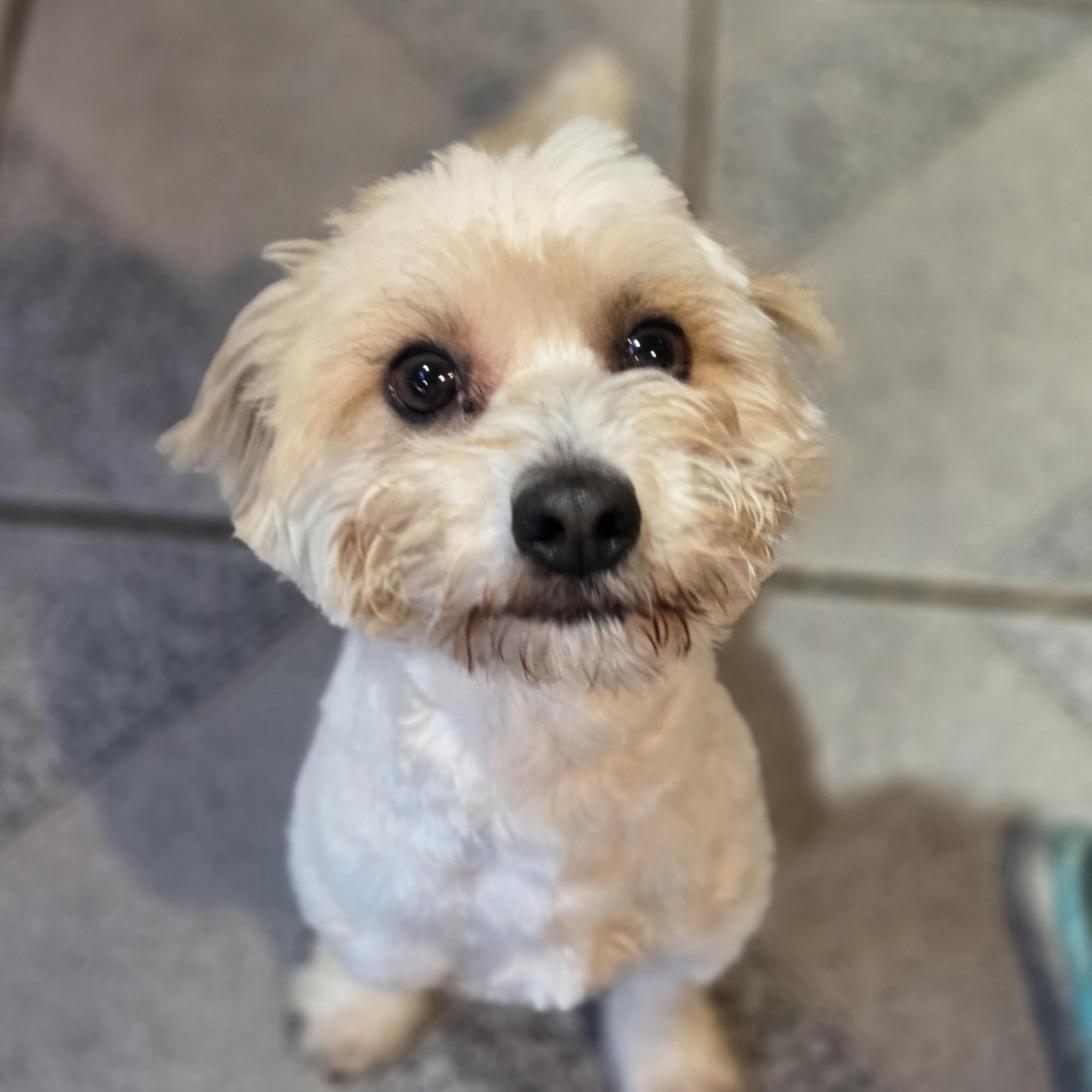 Enlarge Vecna, an adoptable mixed breed in Normal, IL image 3/6