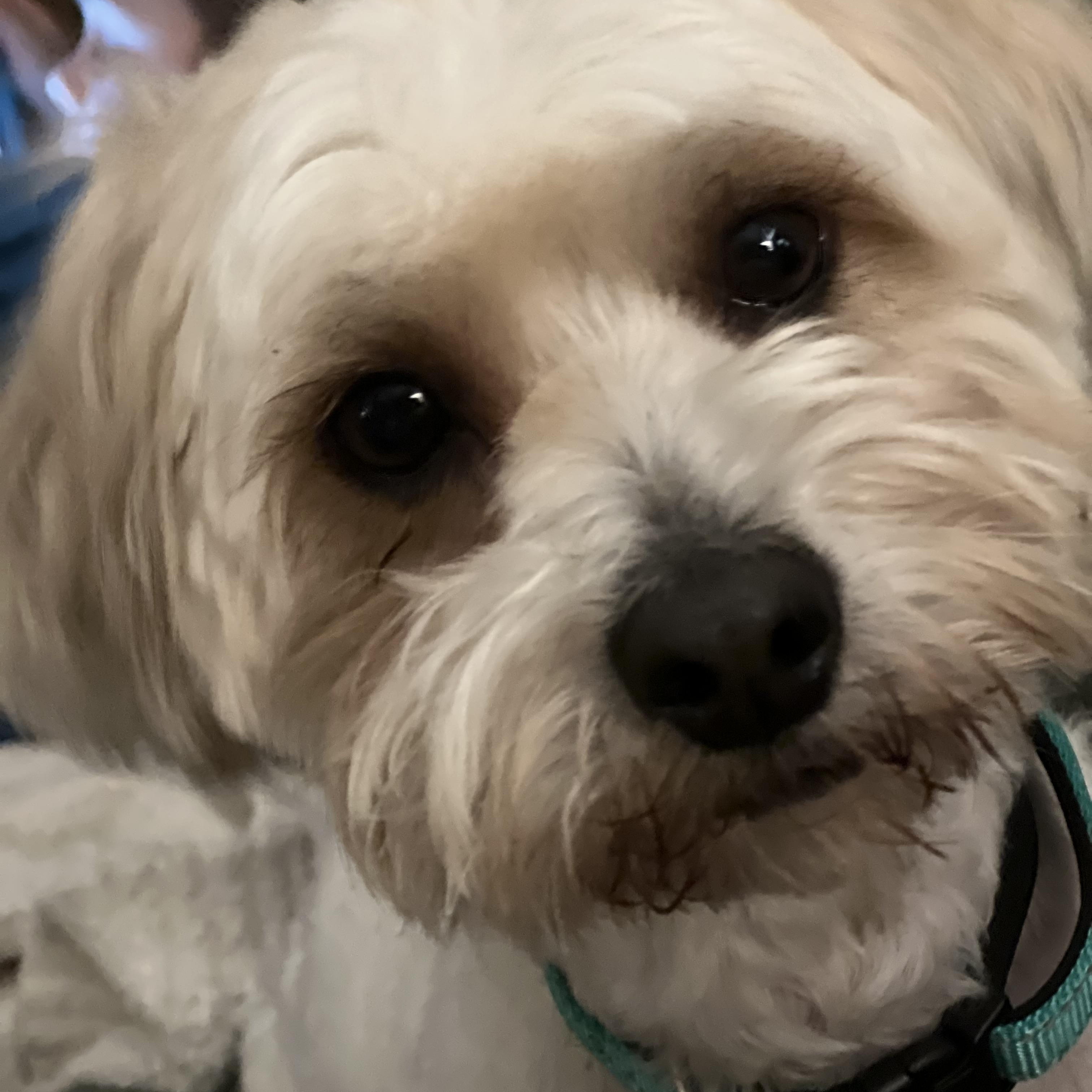 Enlarge Vecna, an adoptable mixed breed in Normal, IL image 4/6