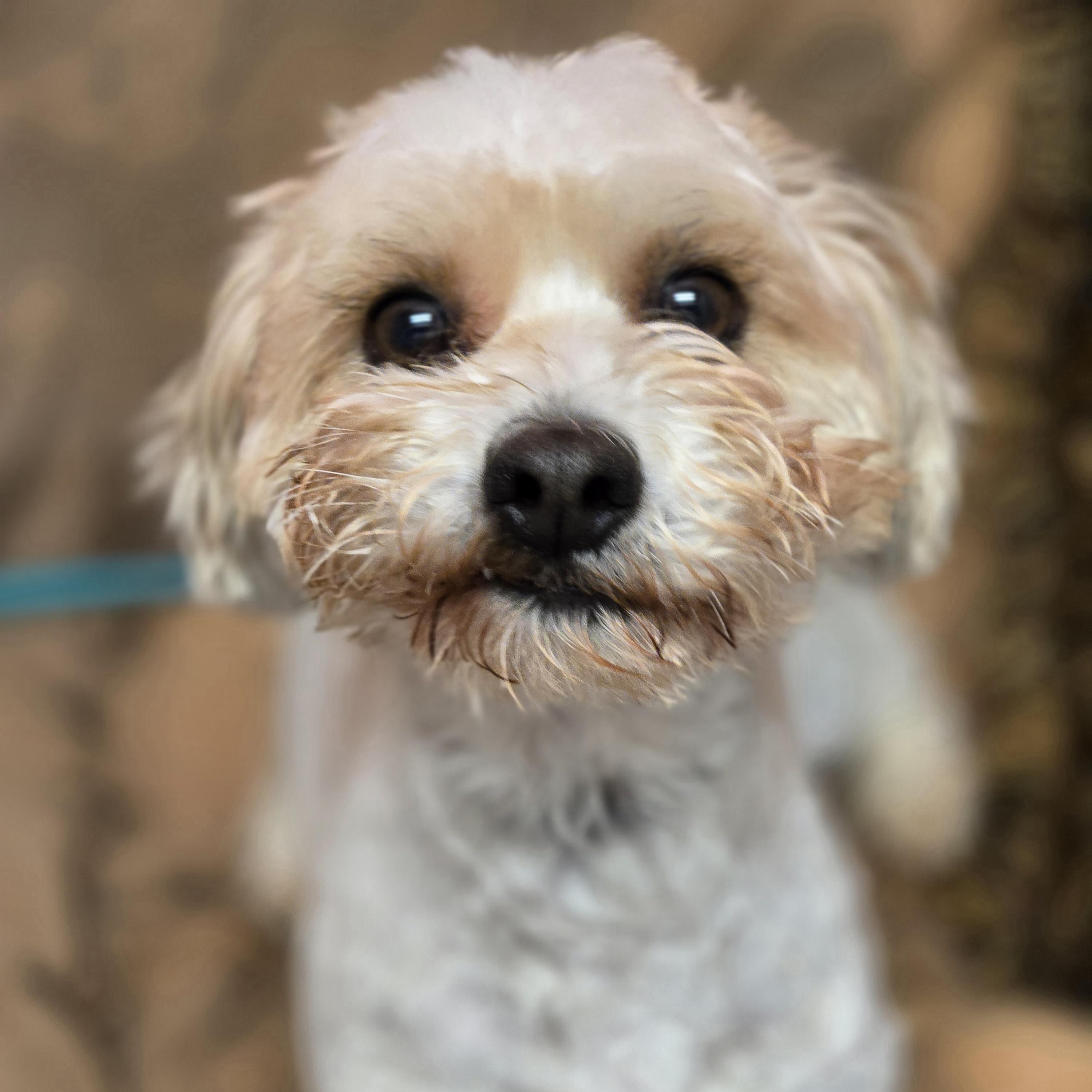 Enlarge Vecna, an adoptable mixed breed in Normal, IL image 2/6