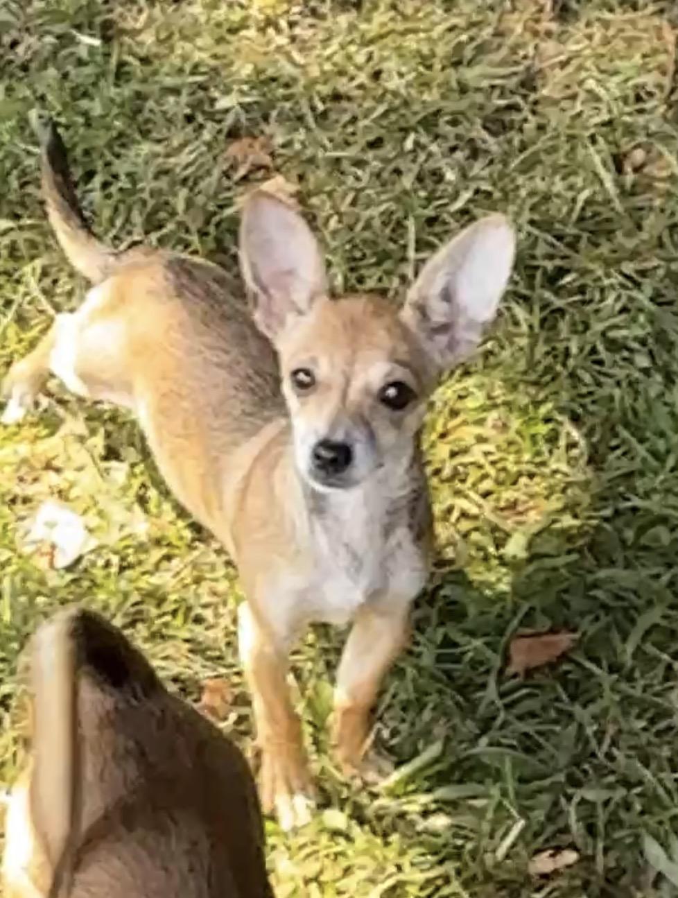 Willow, Adoptable, Young Female Chihuahua.