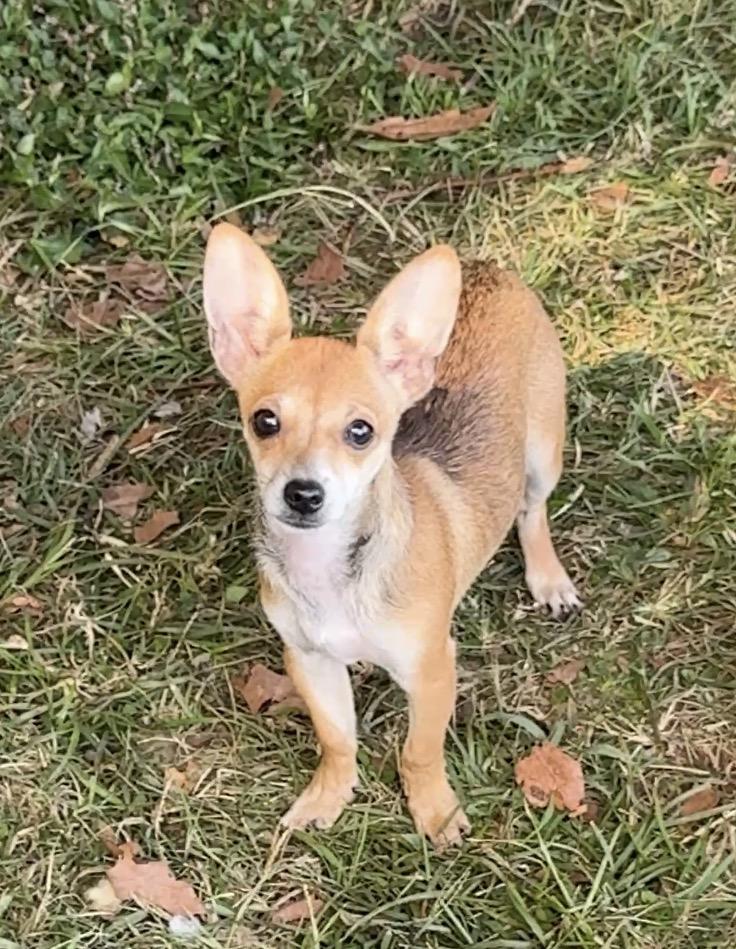 Willow, a Adoptable Chihuahua in Falmouth, MA image 2/2