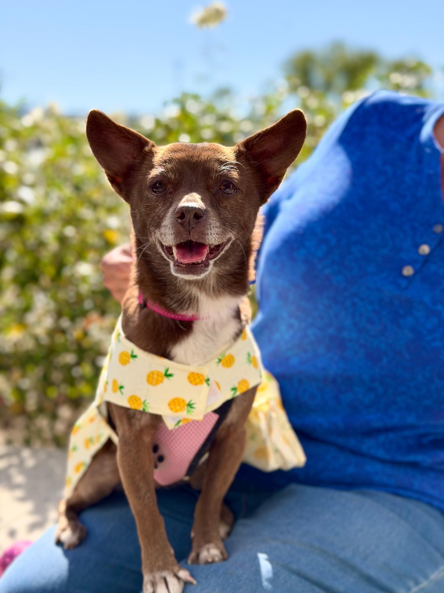Enlarge Vivienne (Vivi), a ADOPTABLE mixed breed in Rancho Palos Verdes, CA image 1/6