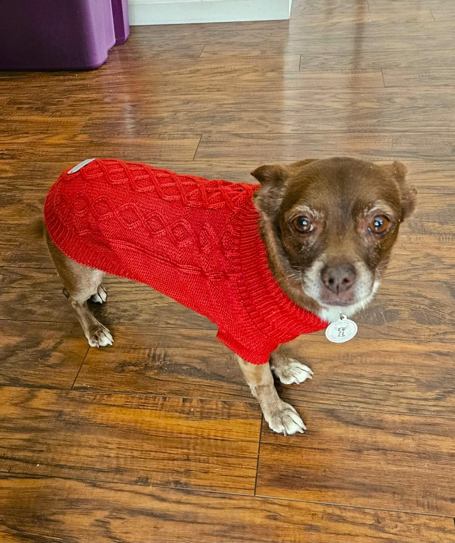 Enlarge Vivienne (Vivi), a ADOPTABLE mixed breed in Rancho Palos Verdes, CA image 5/6