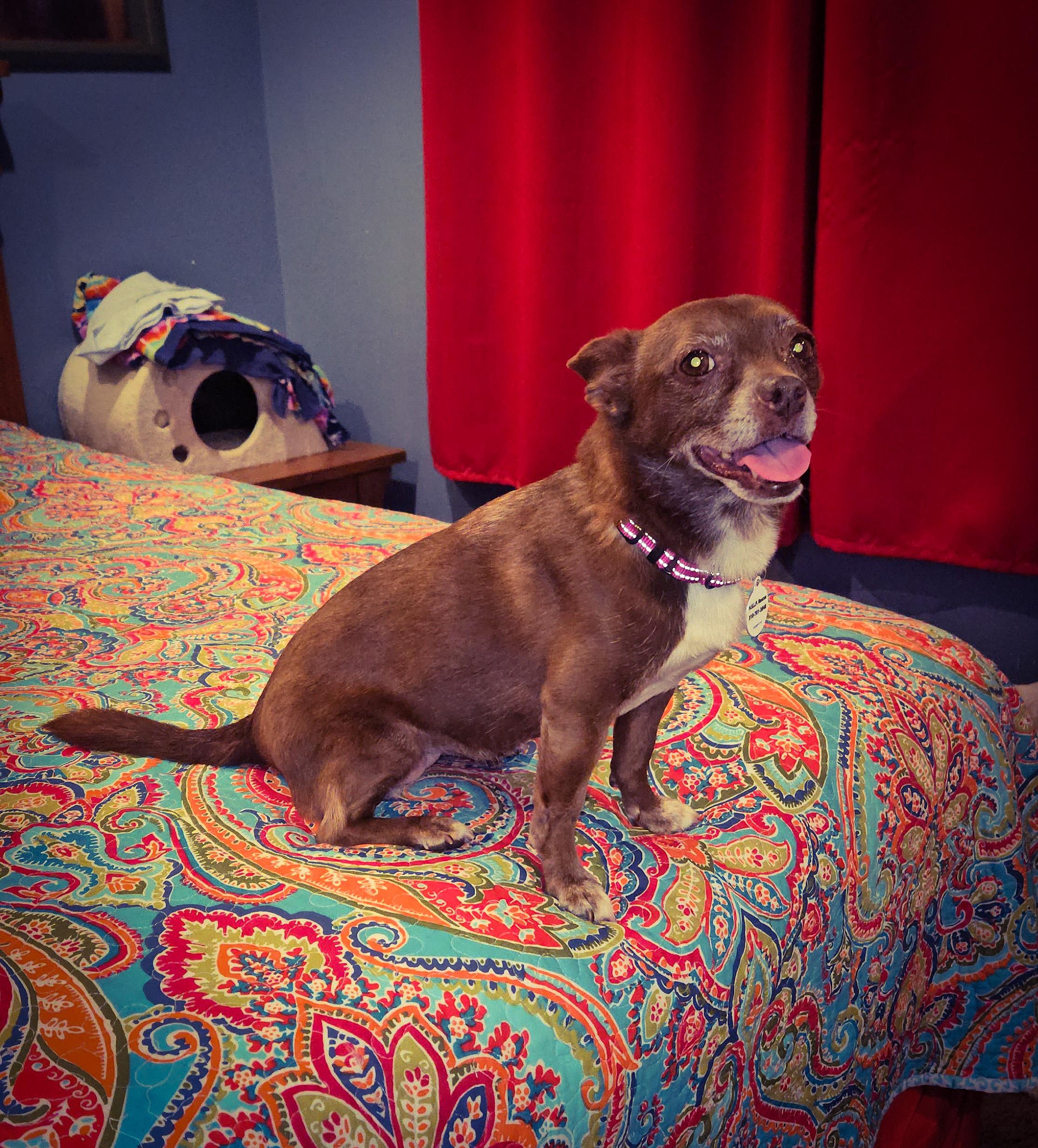 Enlarge Vivienne (Vivi), a ADOPTABLE mixed breed in Rancho Palos Verdes, CA image 2/6