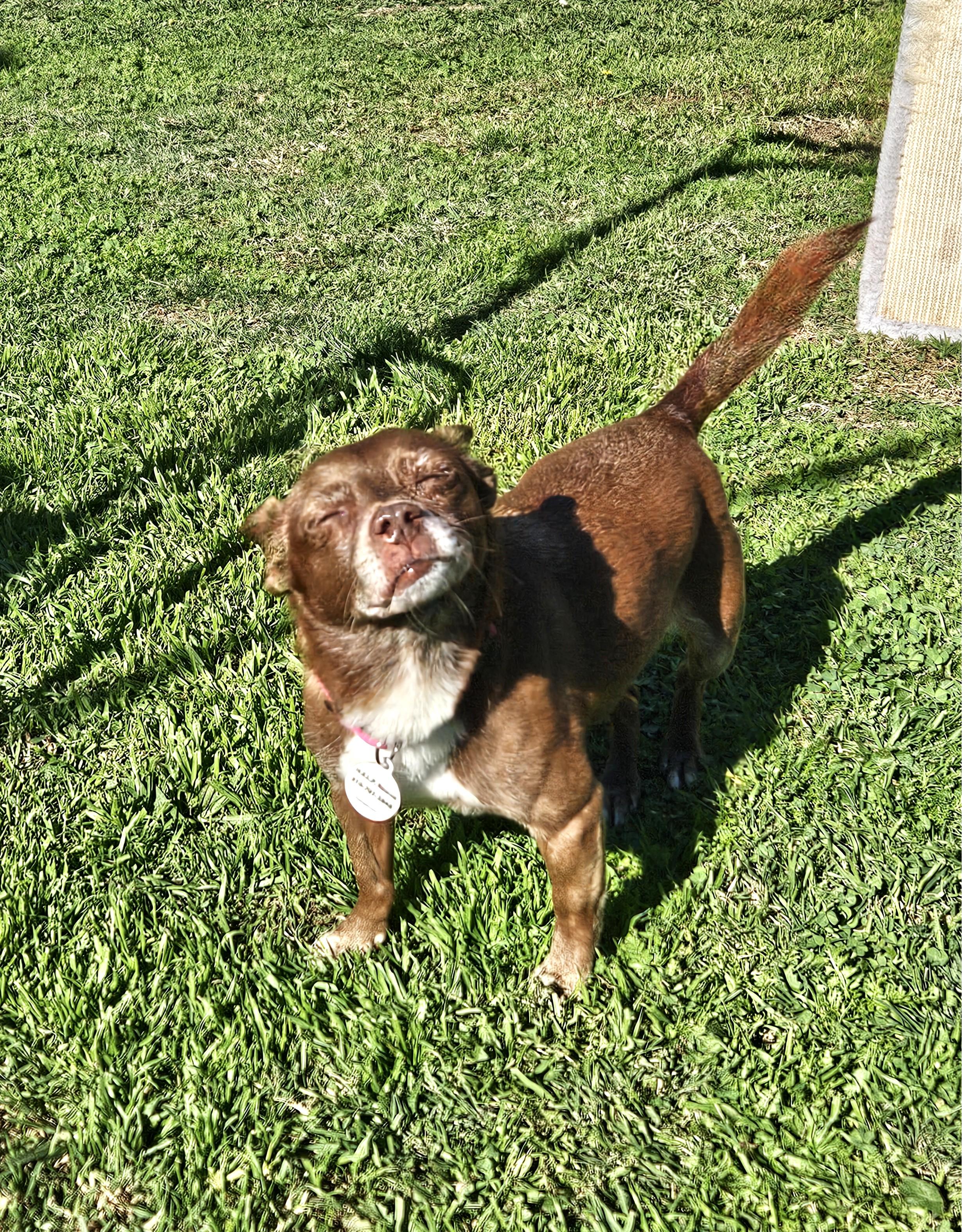 Enlarge Vivienne (Vivi), a ADOPTABLE mixed breed in Rancho Palos Verdes, CA image 4/6