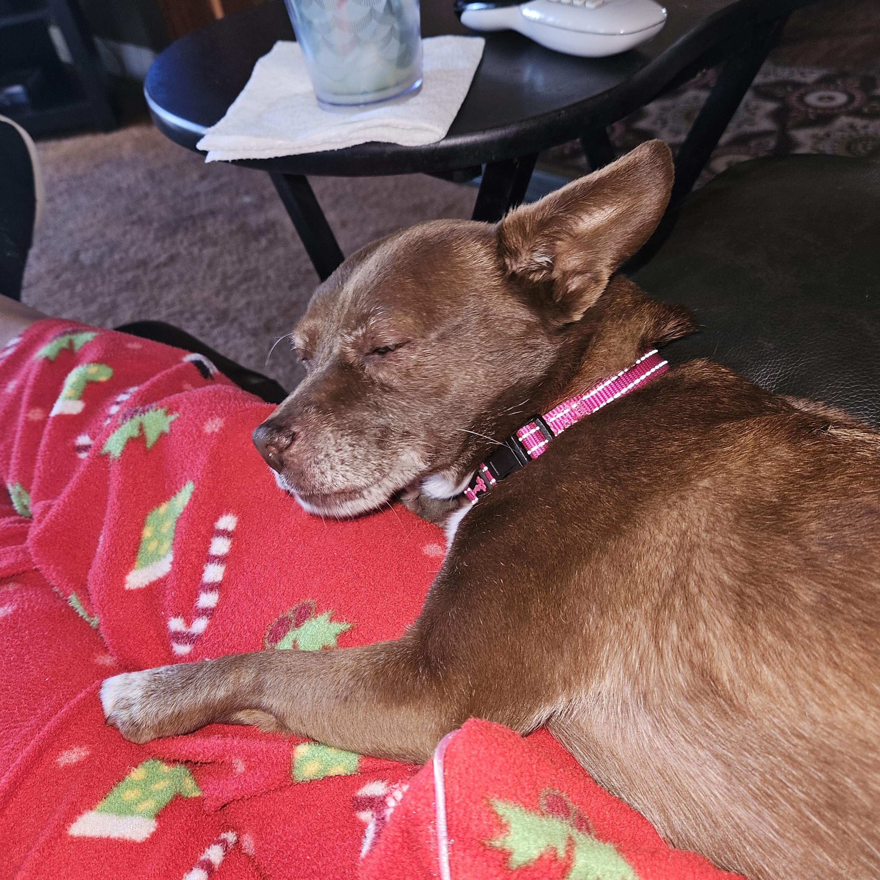 Enlarge Vivienne (Vivi), a ADOPTABLE mixed breed in Rancho Palos Verdes, CA image 3/6