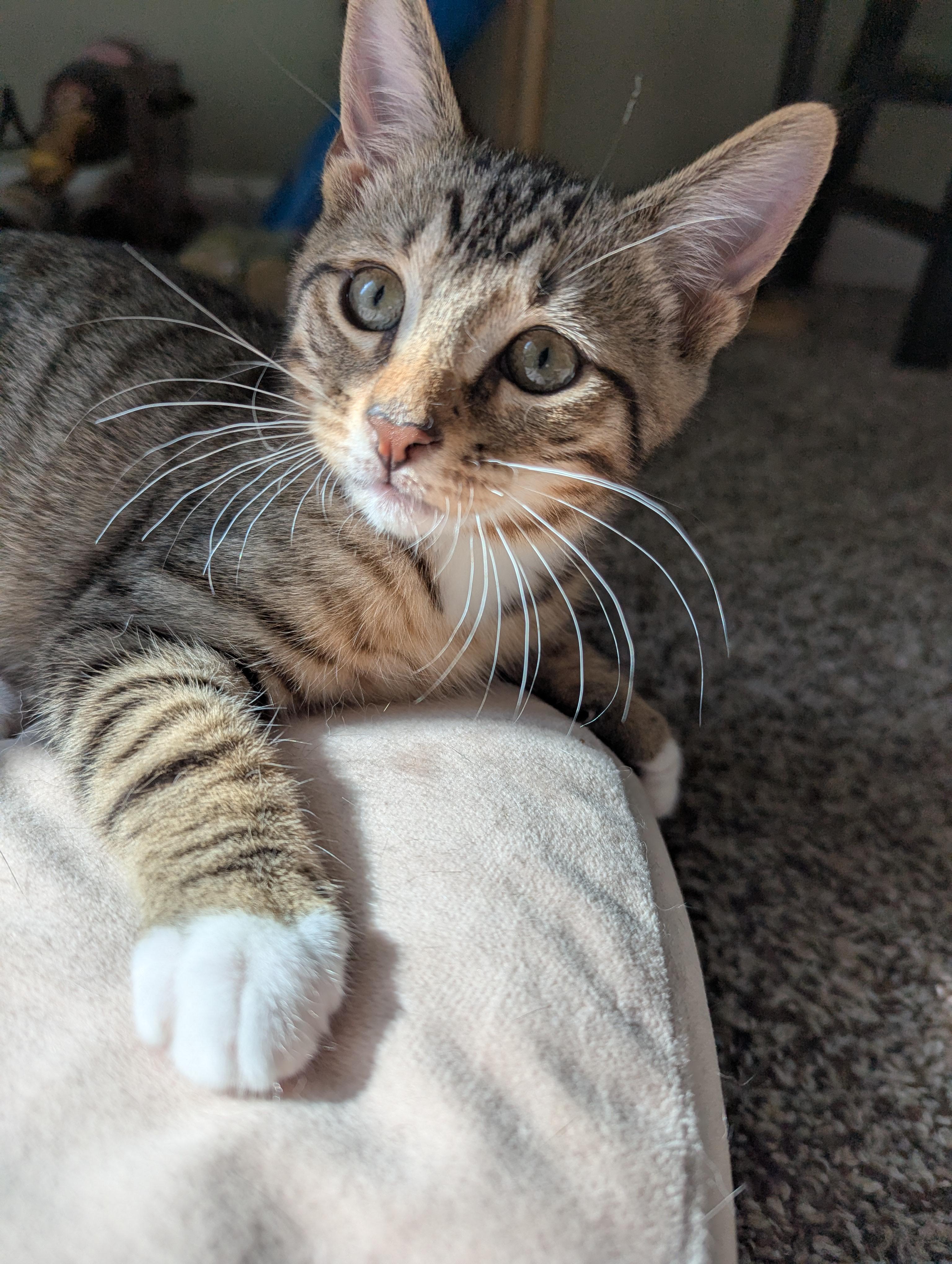 Sprite, Adoptable, Young Male Domestic Short Hair.