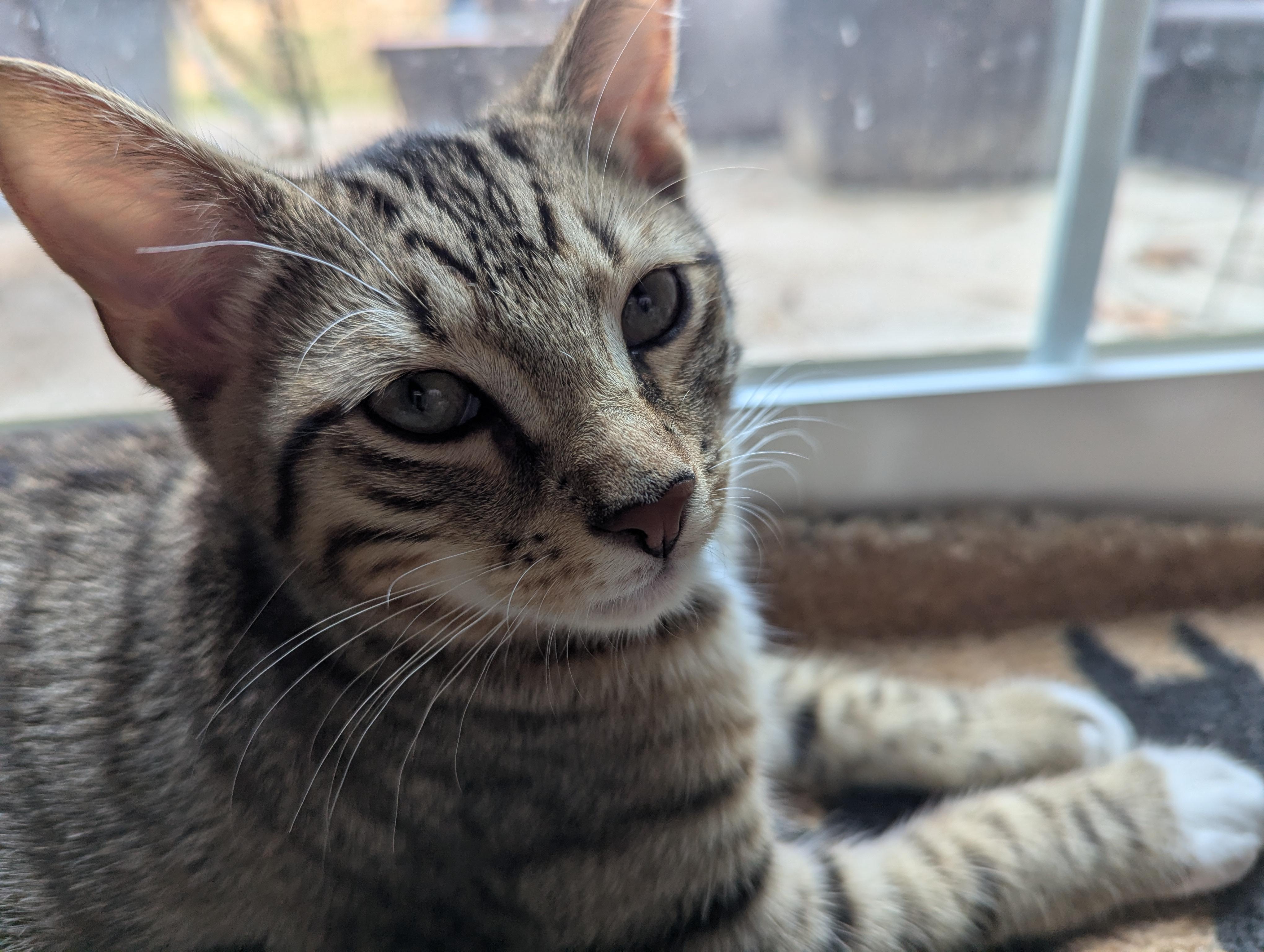 Enlarge Sprite, a Adoptable Domestic Short Hair in Smyrna, GA image 2/4