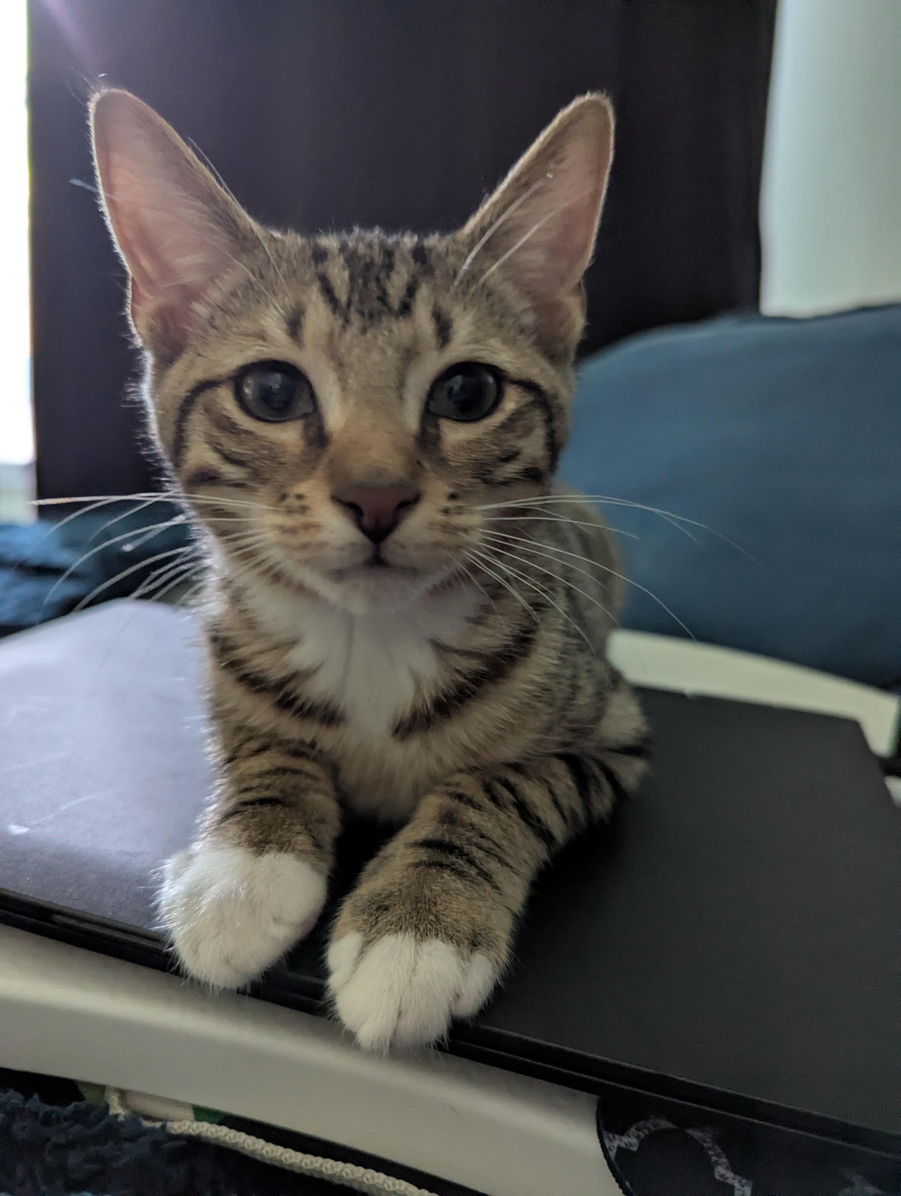 Enlarge Sprite, a Adoptable Domestic Short Hair in Smyrna, GA image 3/4