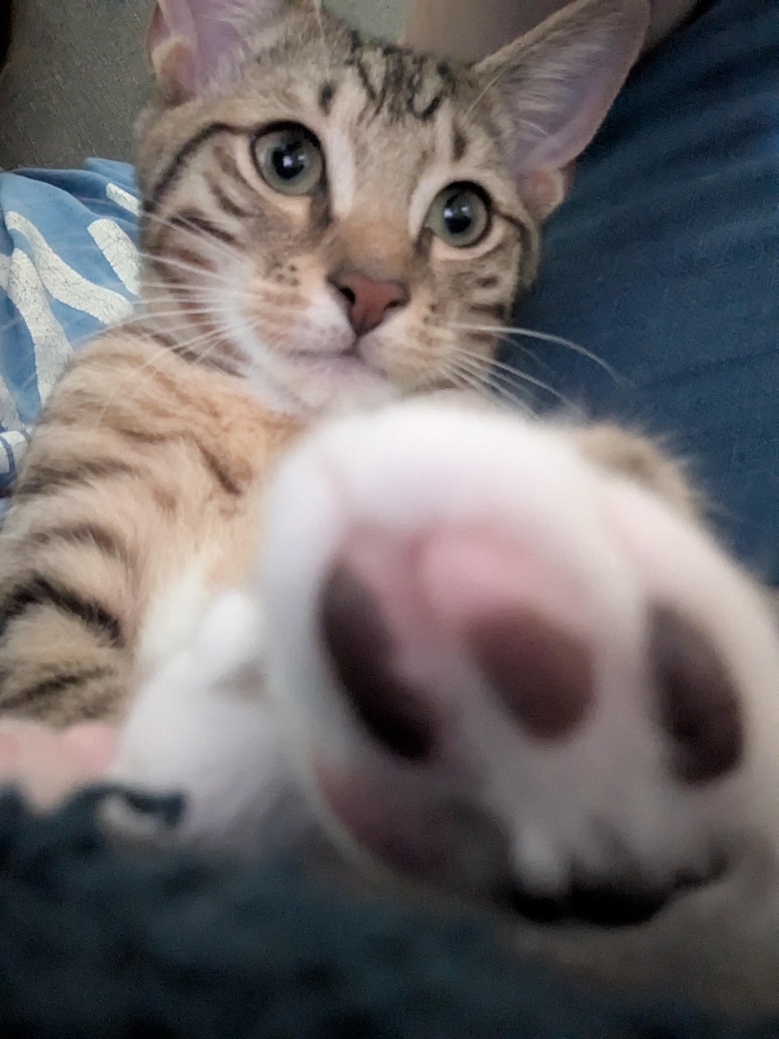 Enlarge Sprite, a Adoptable Domestic Short Hair in Smyrna, GA image 4/4