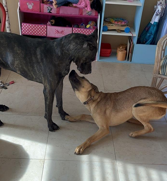 Enlarge Chewy, a Adopted mixed breed in HEMET, CA image 4/4