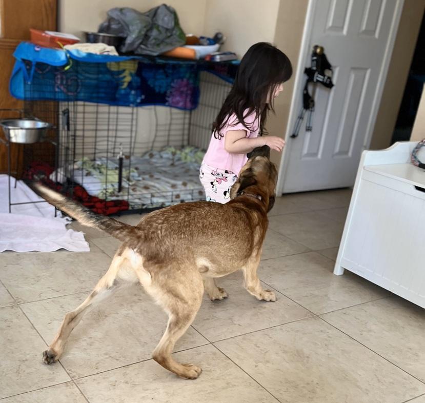 Enlarge Chewy, a Adopted mixed breed in HEMET, CA image 2/4