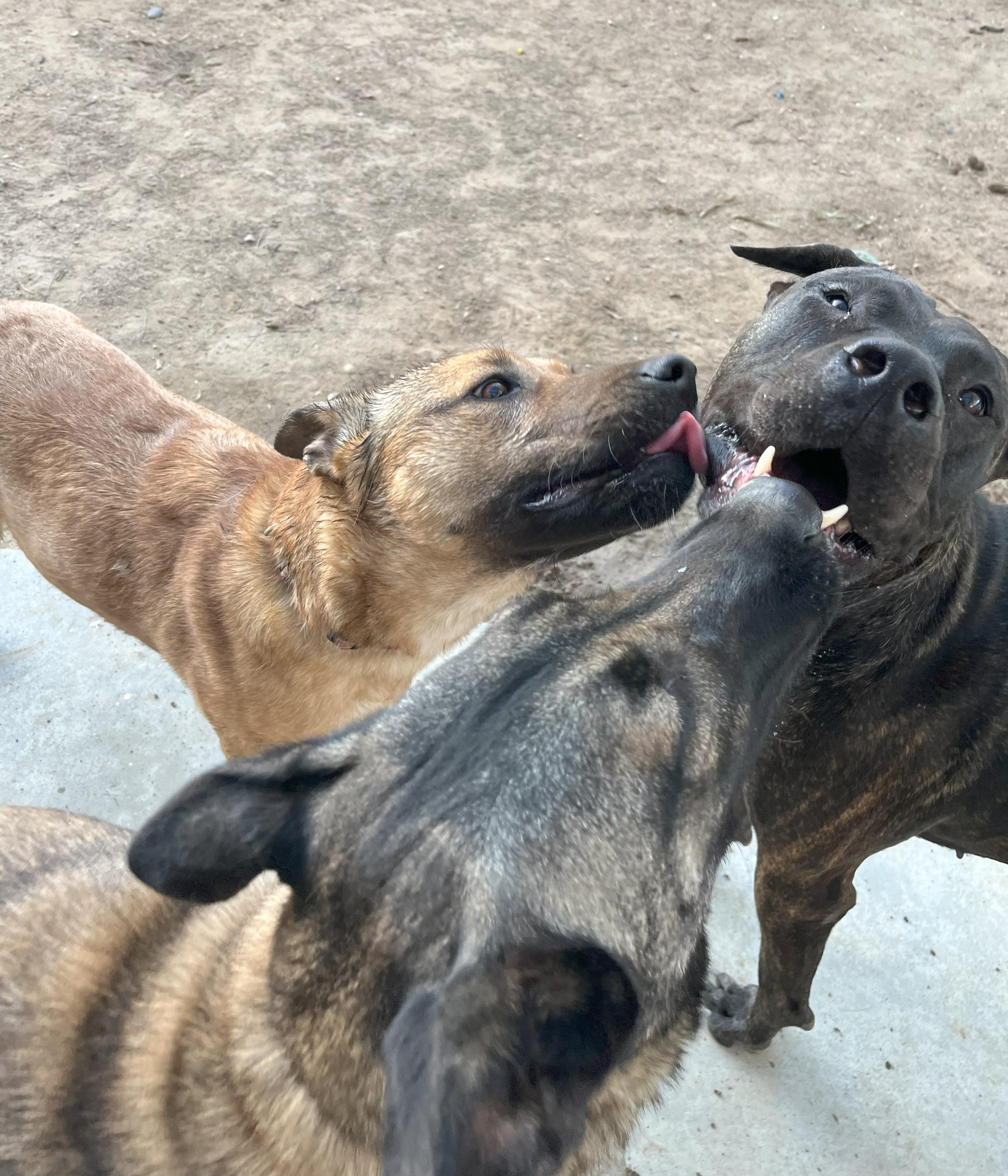 Enlarge Chewy, a Adopted mixed breed in HEMET, CA image 3/4