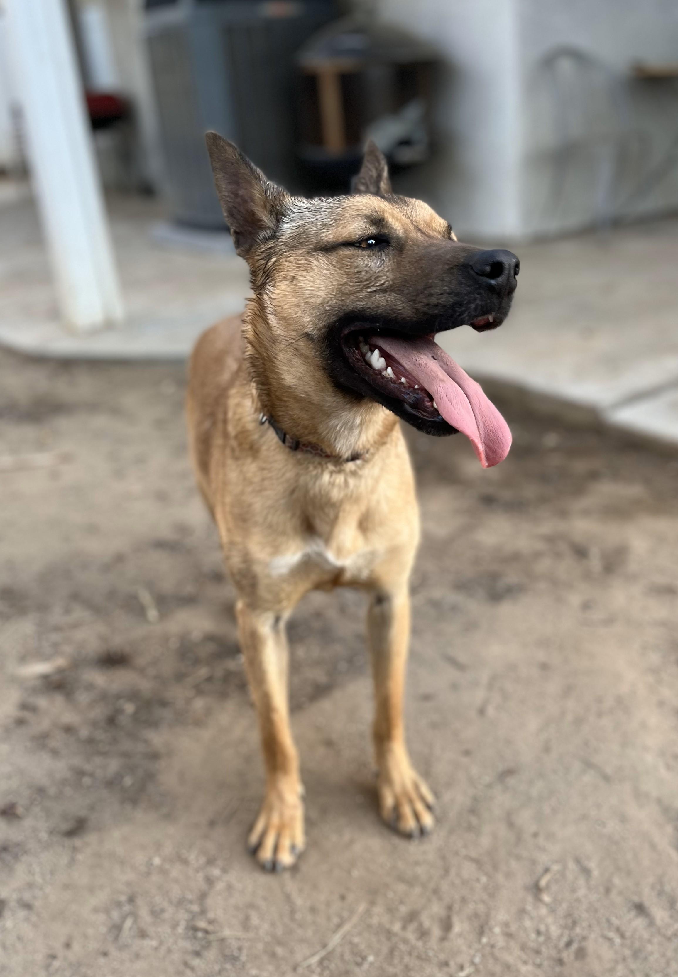 Chewy, Adopted, Young Male German Shepherd Dog & Belgian Shepherd / Malinois.