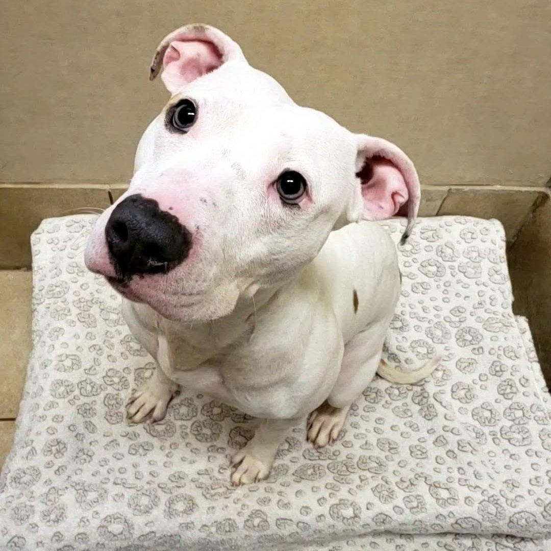 Enlarge Cheese, a Adopted mixed breed in Wheeling, IL image 3/6